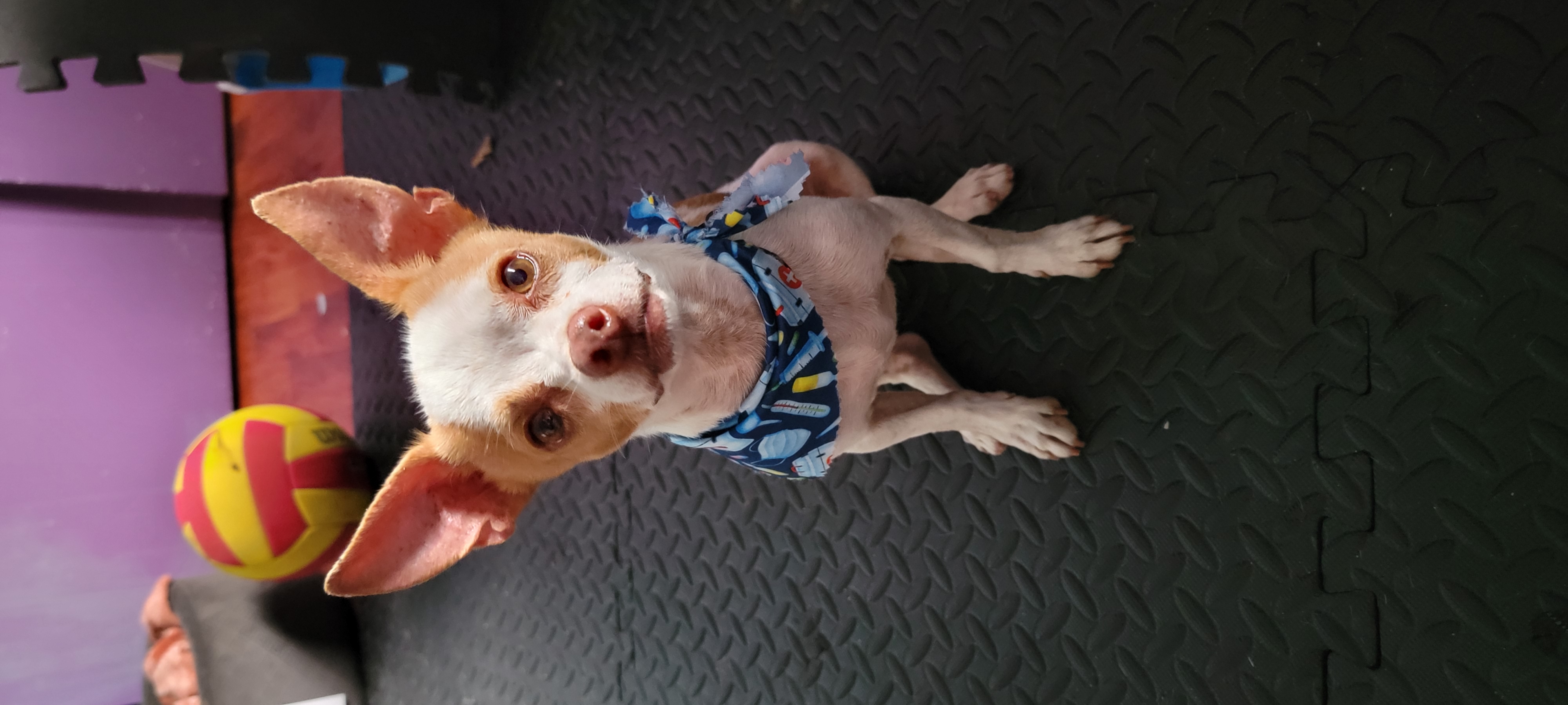 Foto de Angel con microchip 990000012824790