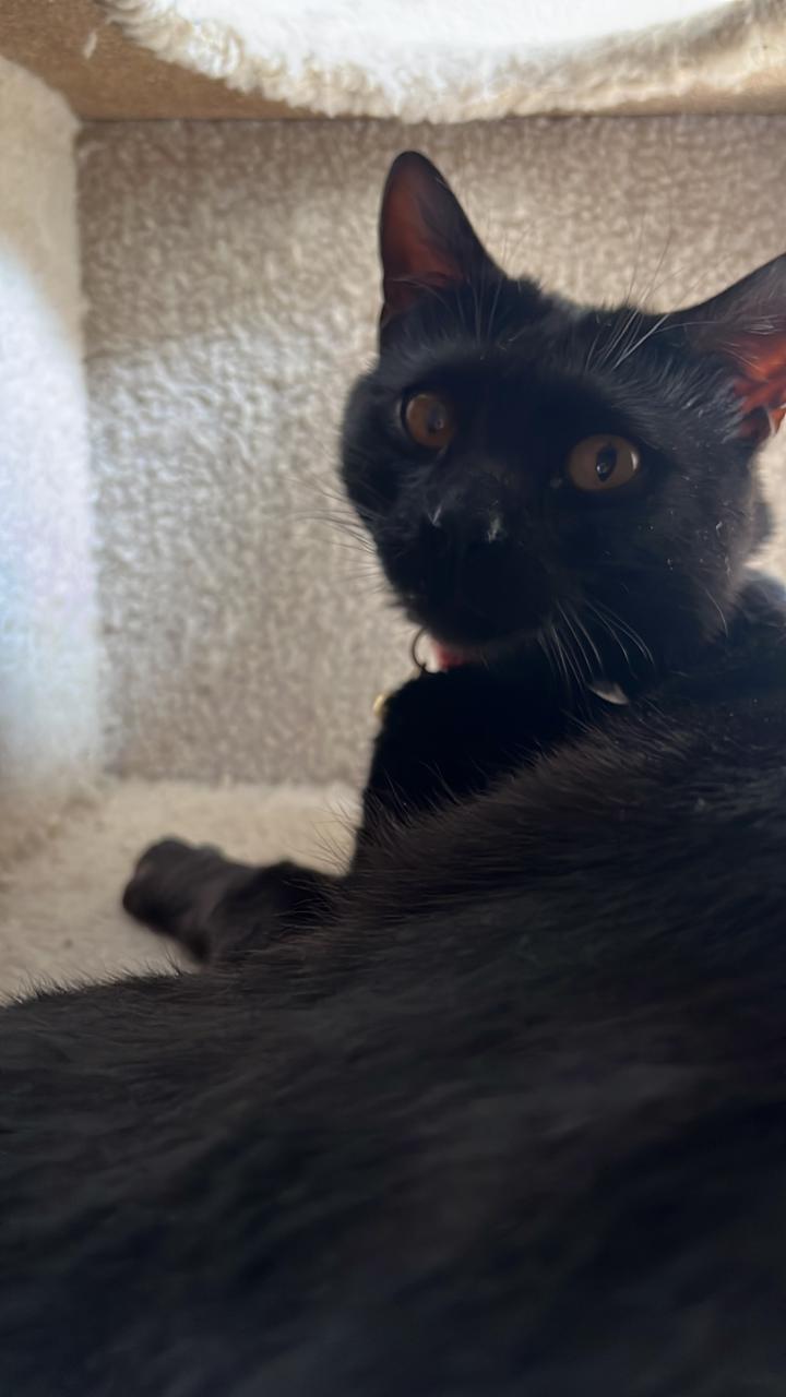 Foto de HADES con microchip 990000014164864