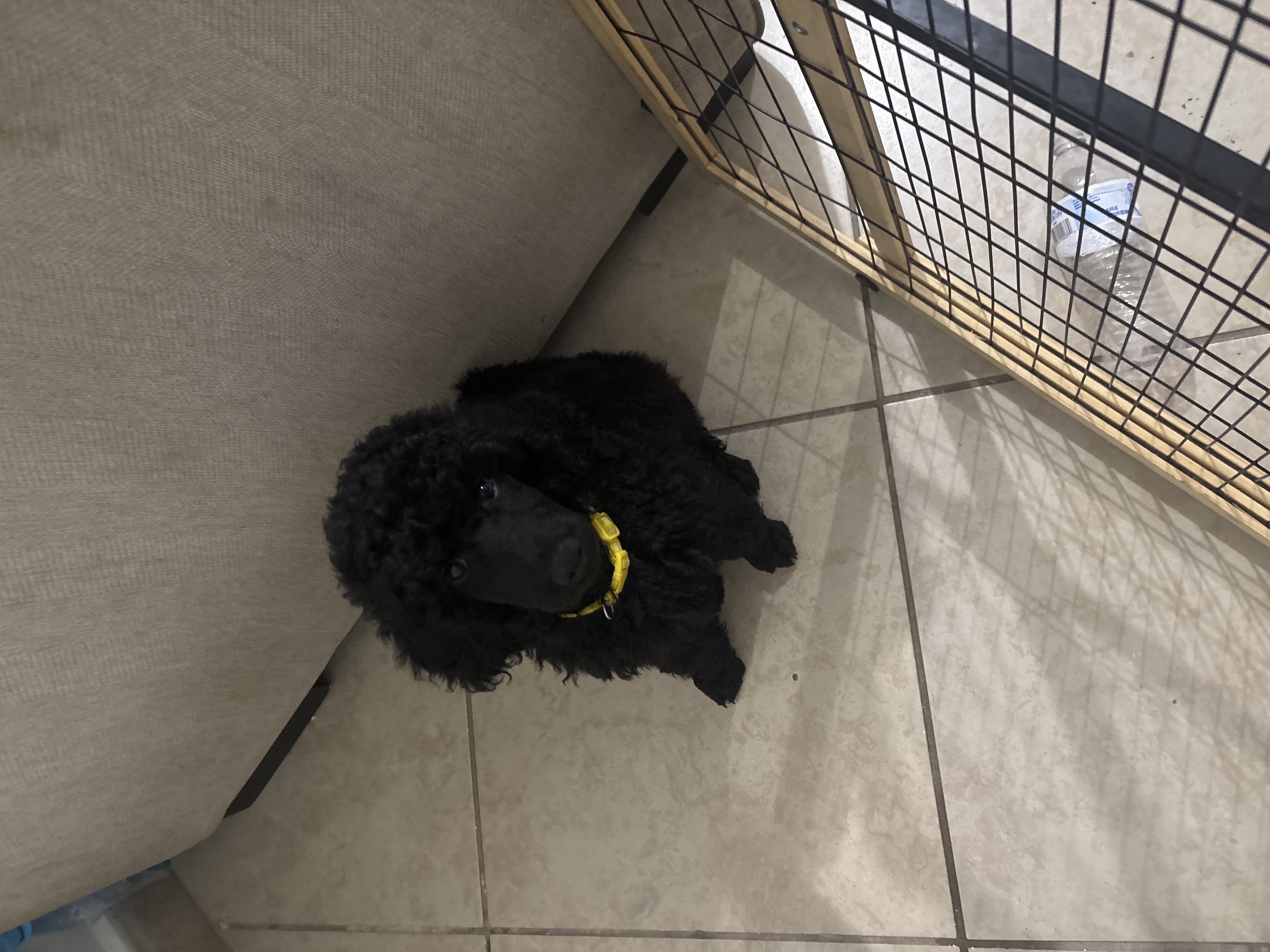 Foto de Bella con microchip 990000012837656