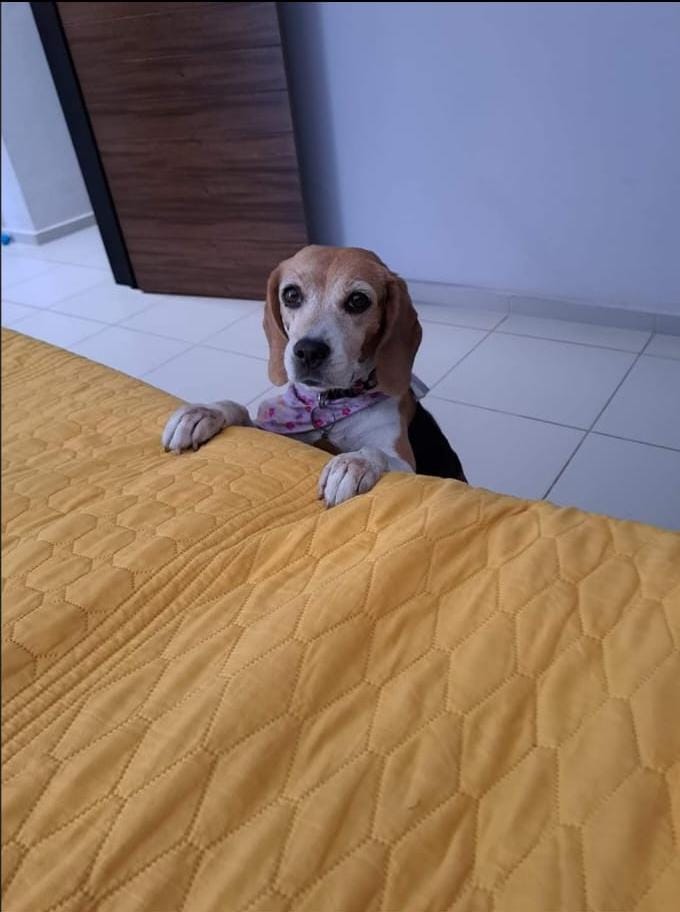 Foto de Kany con microchip 990000014163227
