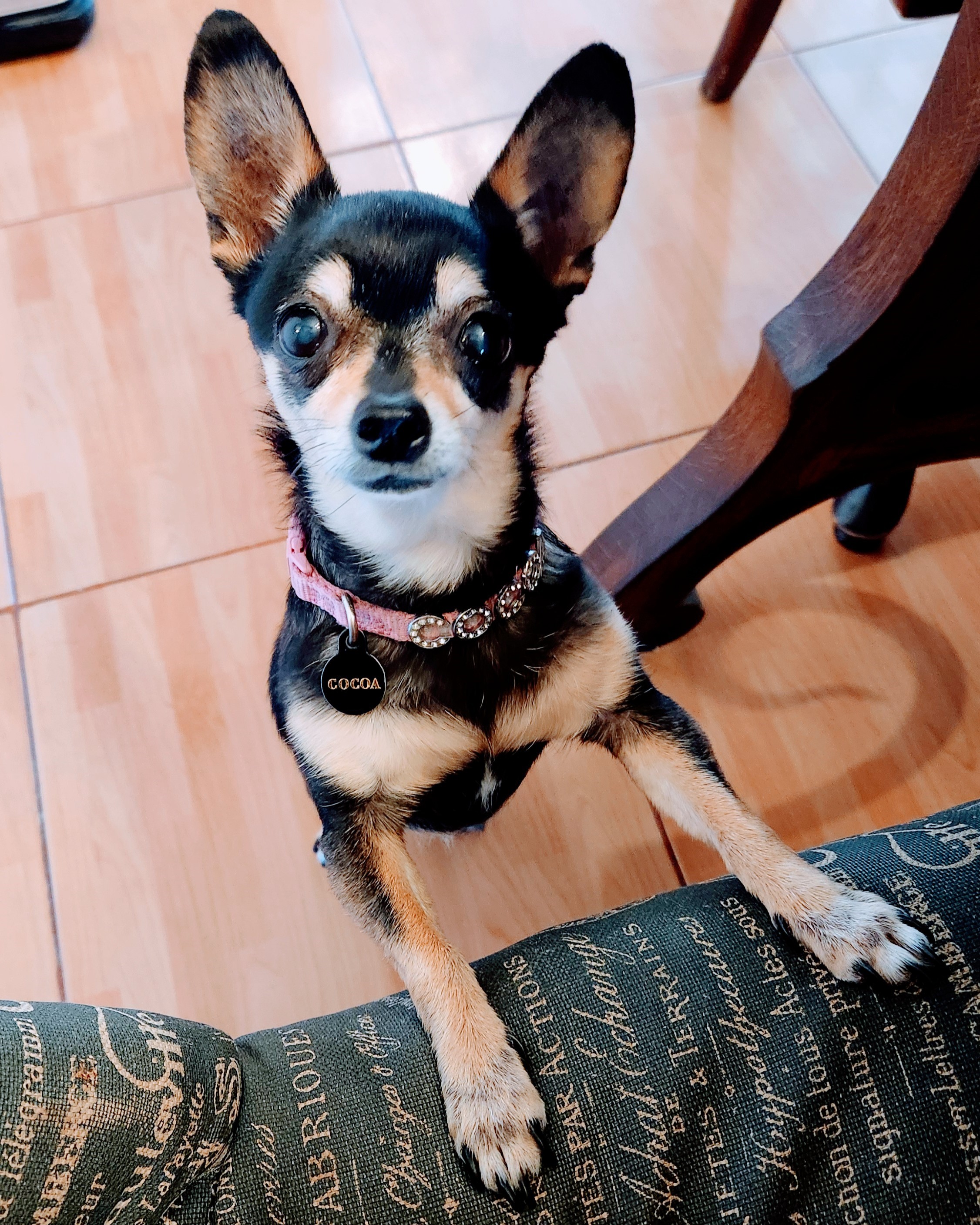 Foto de Cocoa con microchip 990000014111299