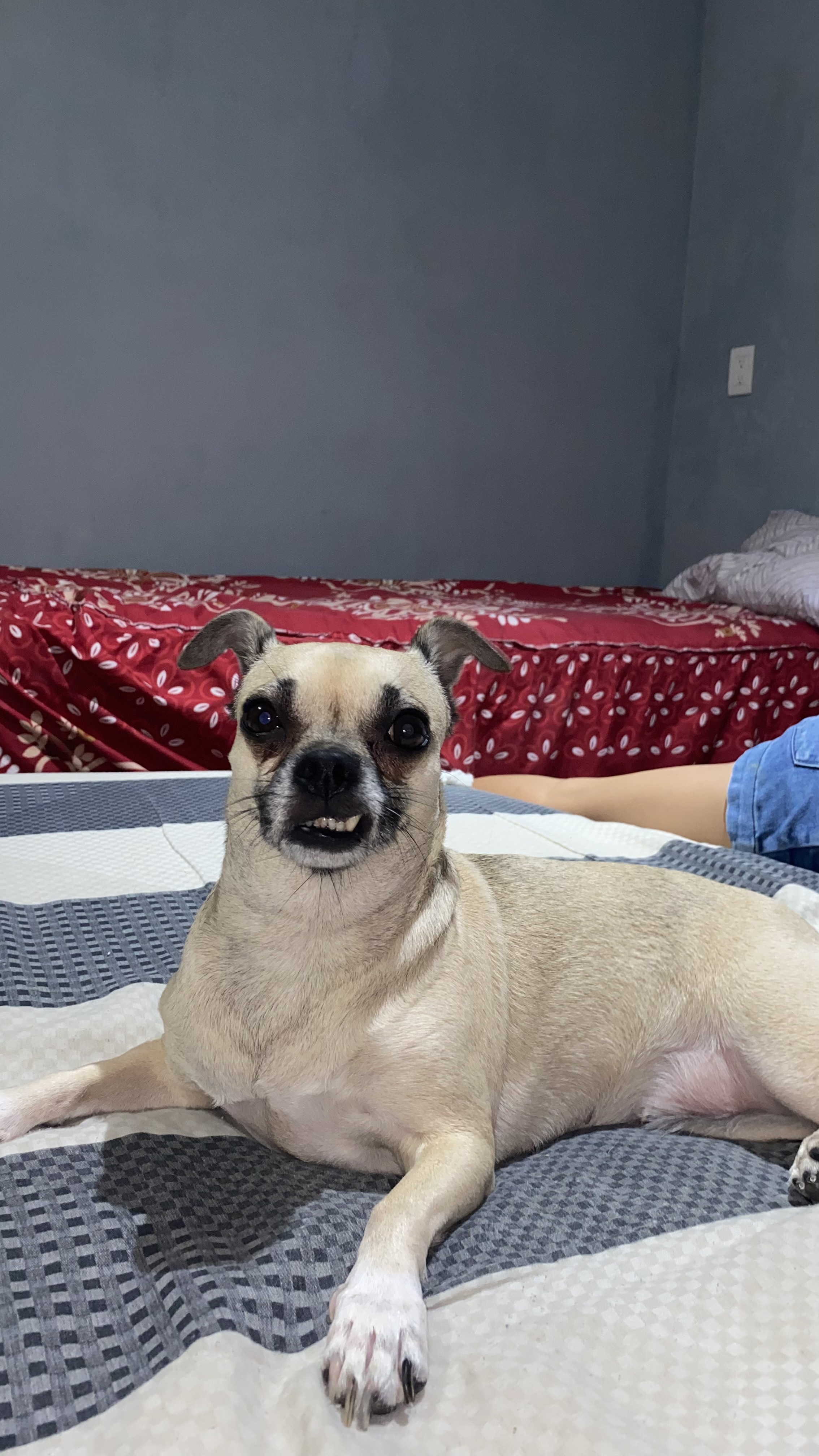 Foto de Skeylar con microchip 990000012835273
