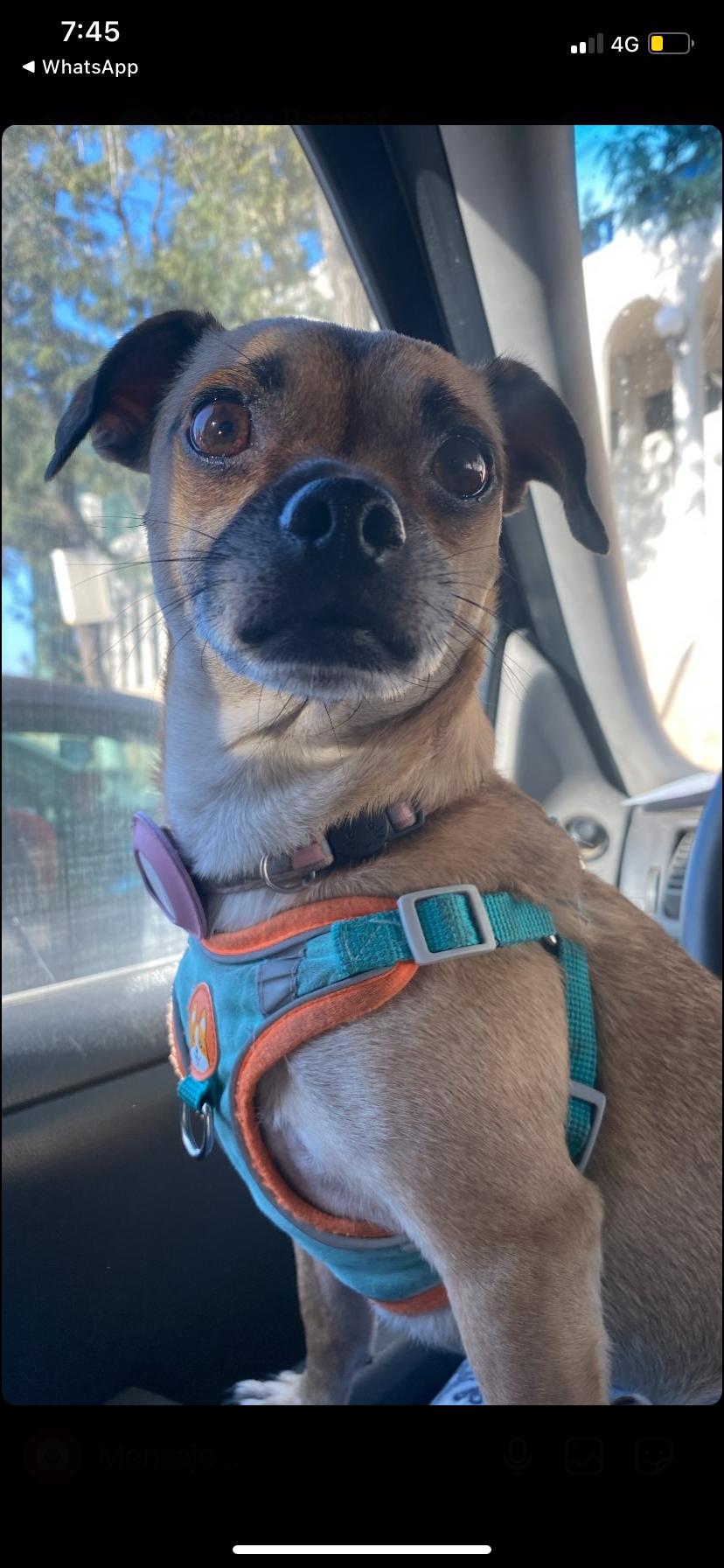 Foto de Lucas con microchip 990000012835275