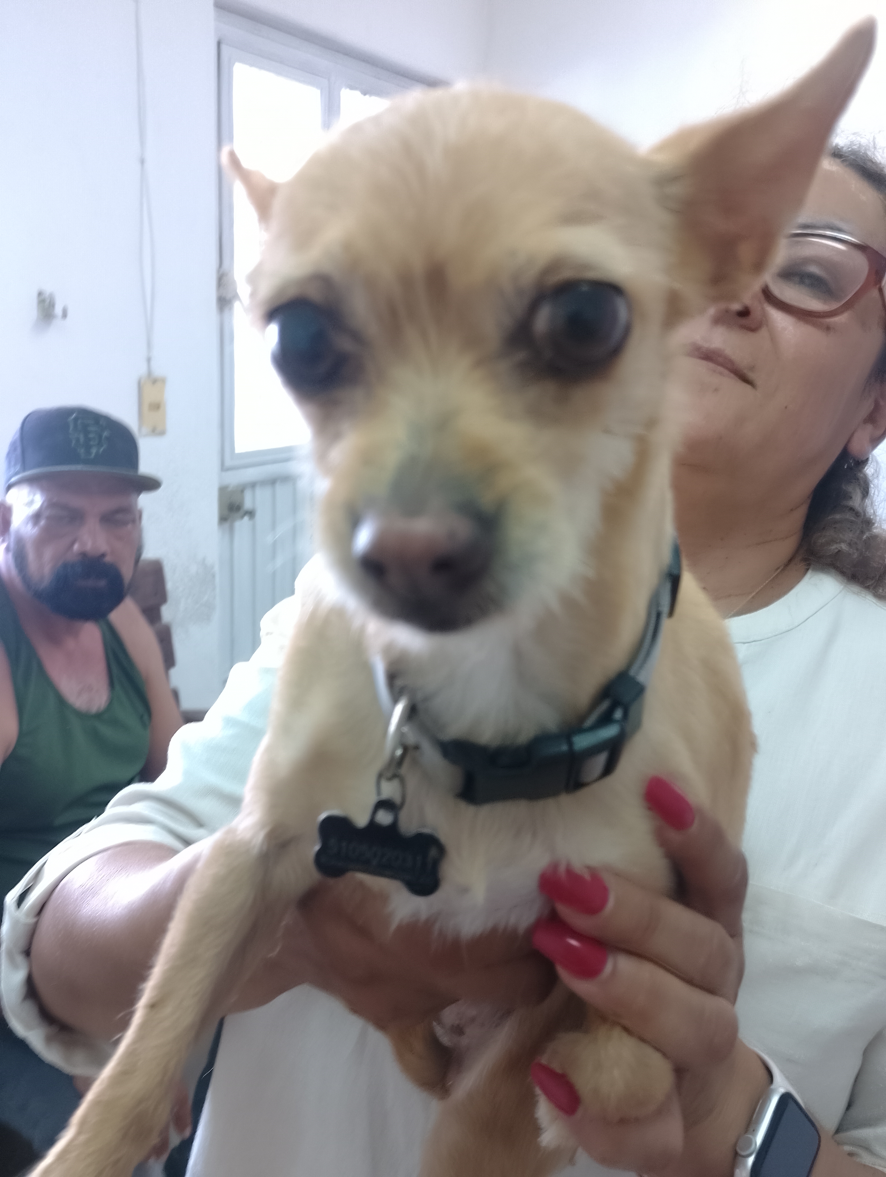 Foto de Tina con microchip 990000014110205