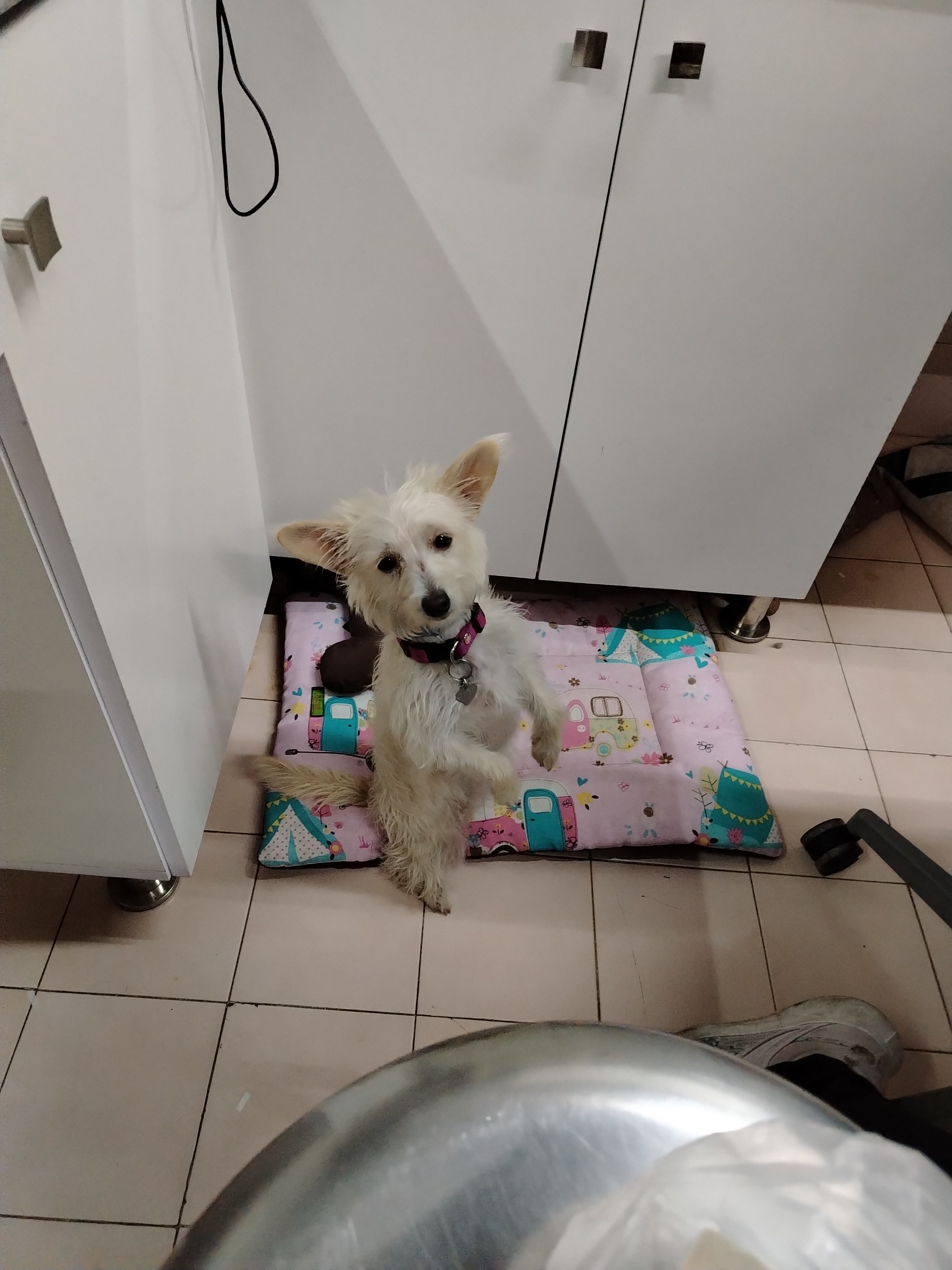 Foto de Bingo con microchip 990000014111445