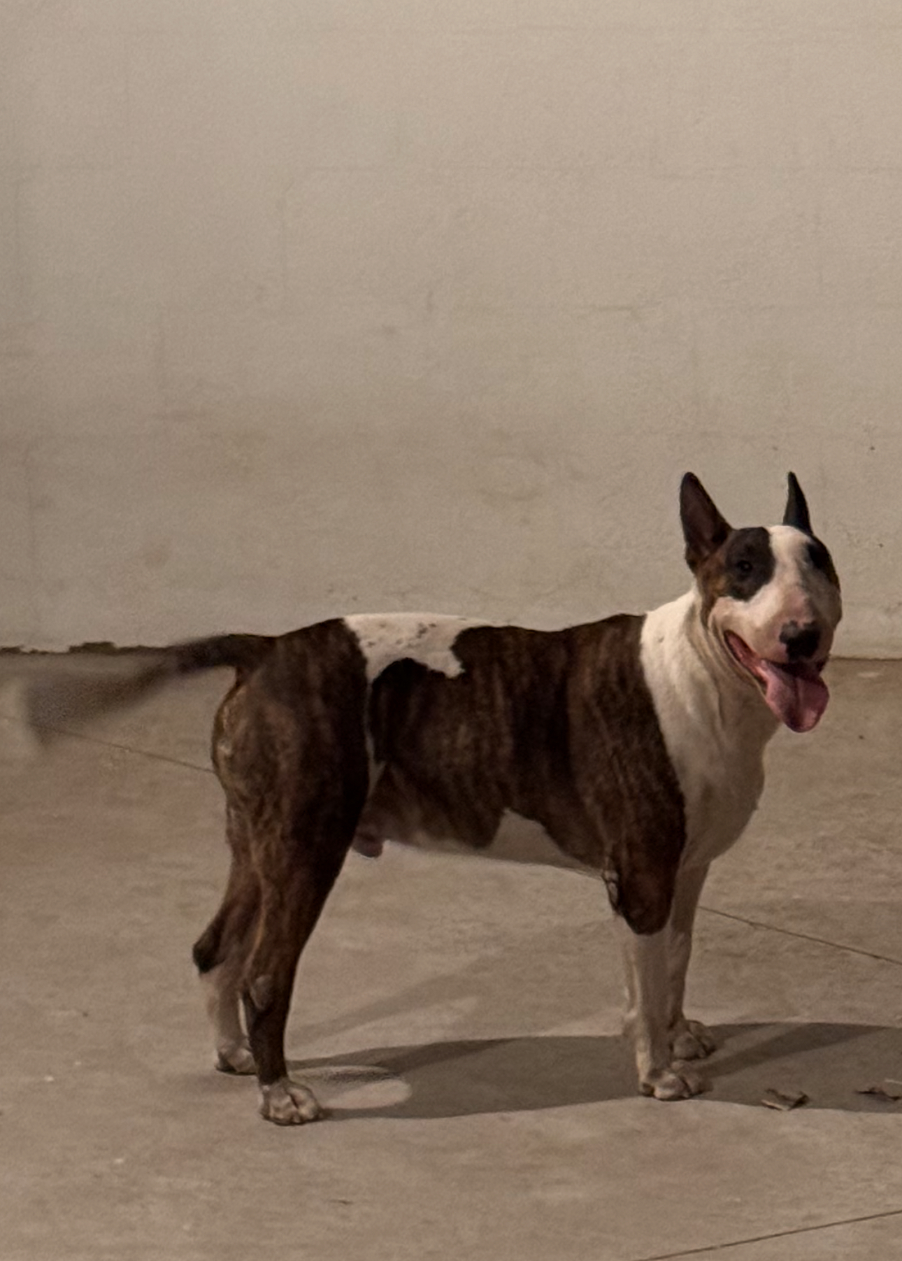 Foto de Tuco con microchip 990000014162586
