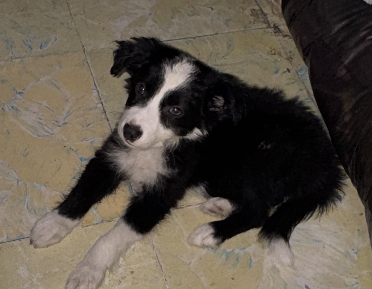 Foto de Sky con microchip 990000014111760