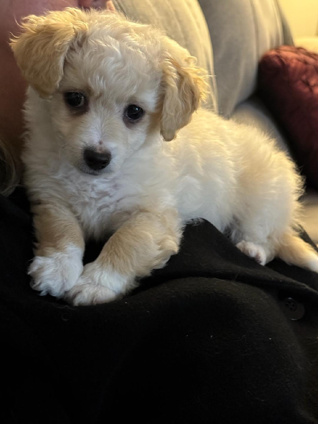 Foto de Kaylee con microchip 990000012835272
