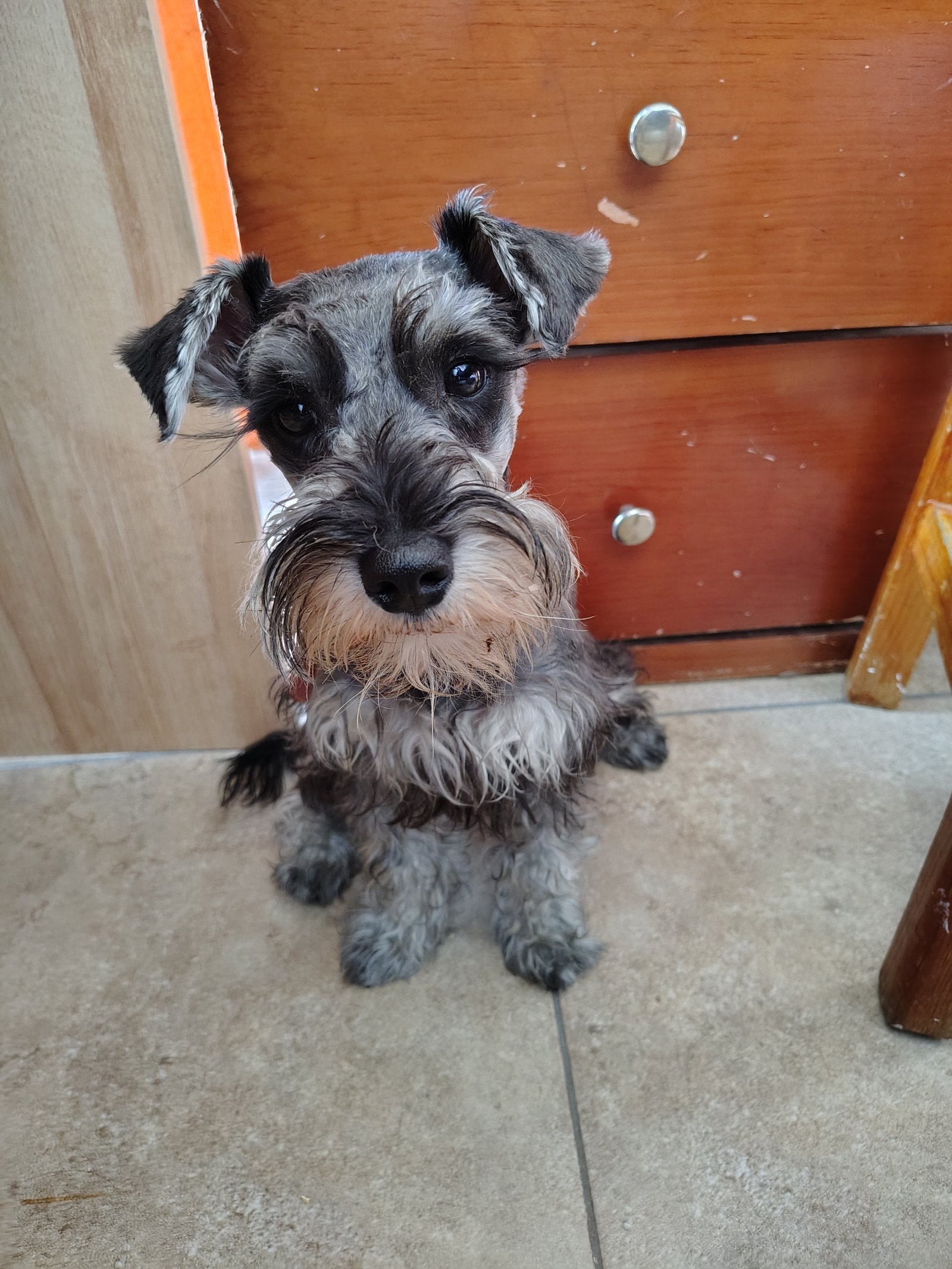 Foto de Munchies con microchip 990000014164221