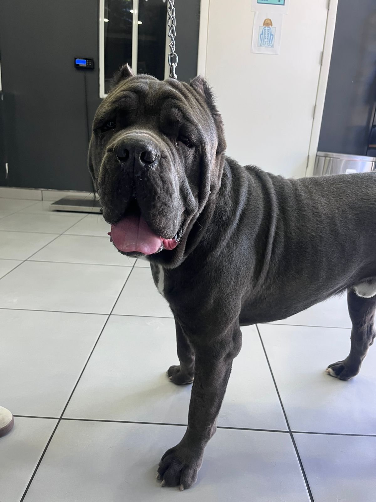 Foto de Ares con microchip 990000012841496