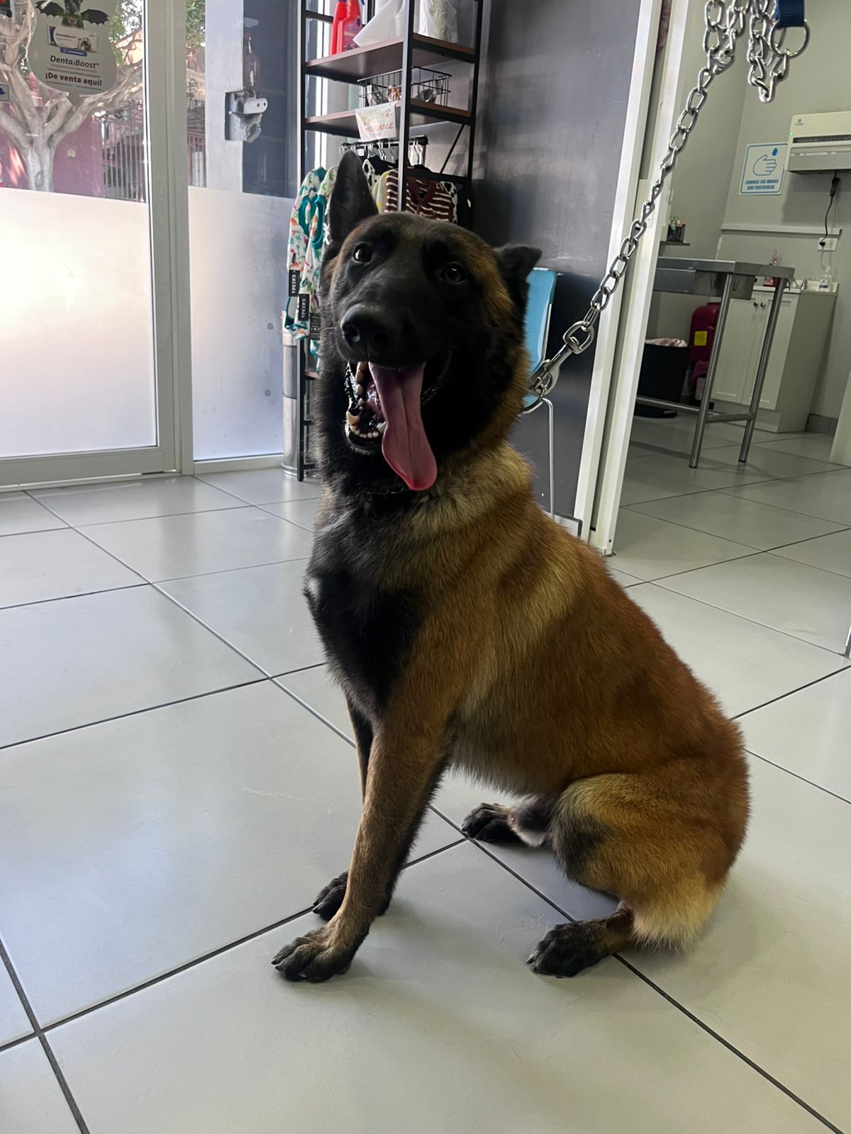 Foto de Zeus con microchip 990000012842867