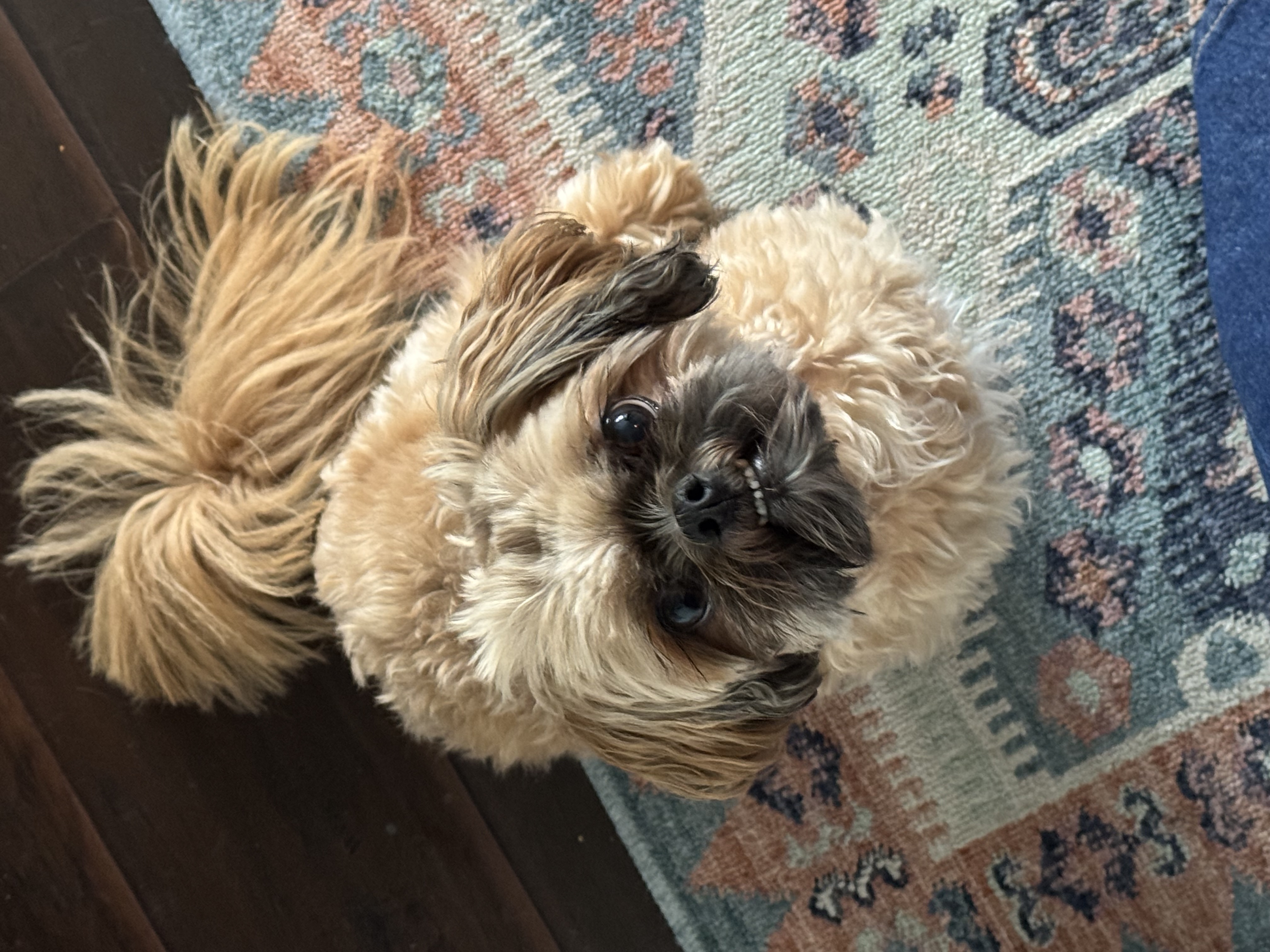 Foto de Ringo con microchip 990000012839273