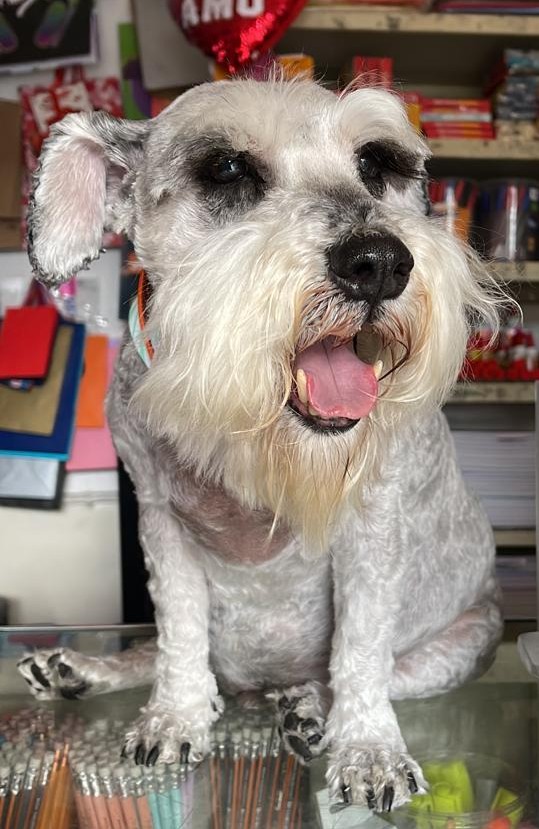 Foto de RANDY con microchip 990000014110933