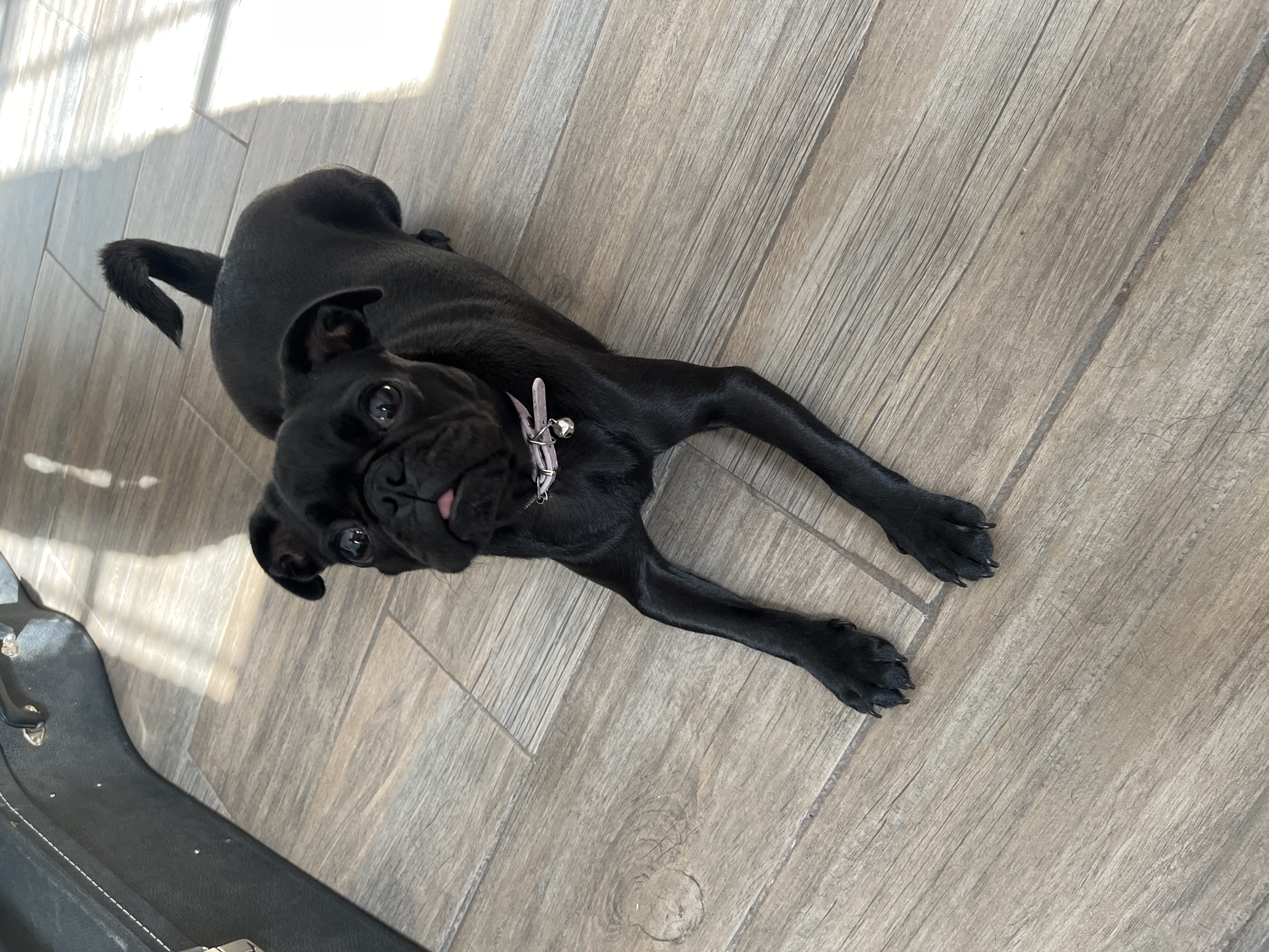 Foto de Lola Martínez con microchip 990000012838041