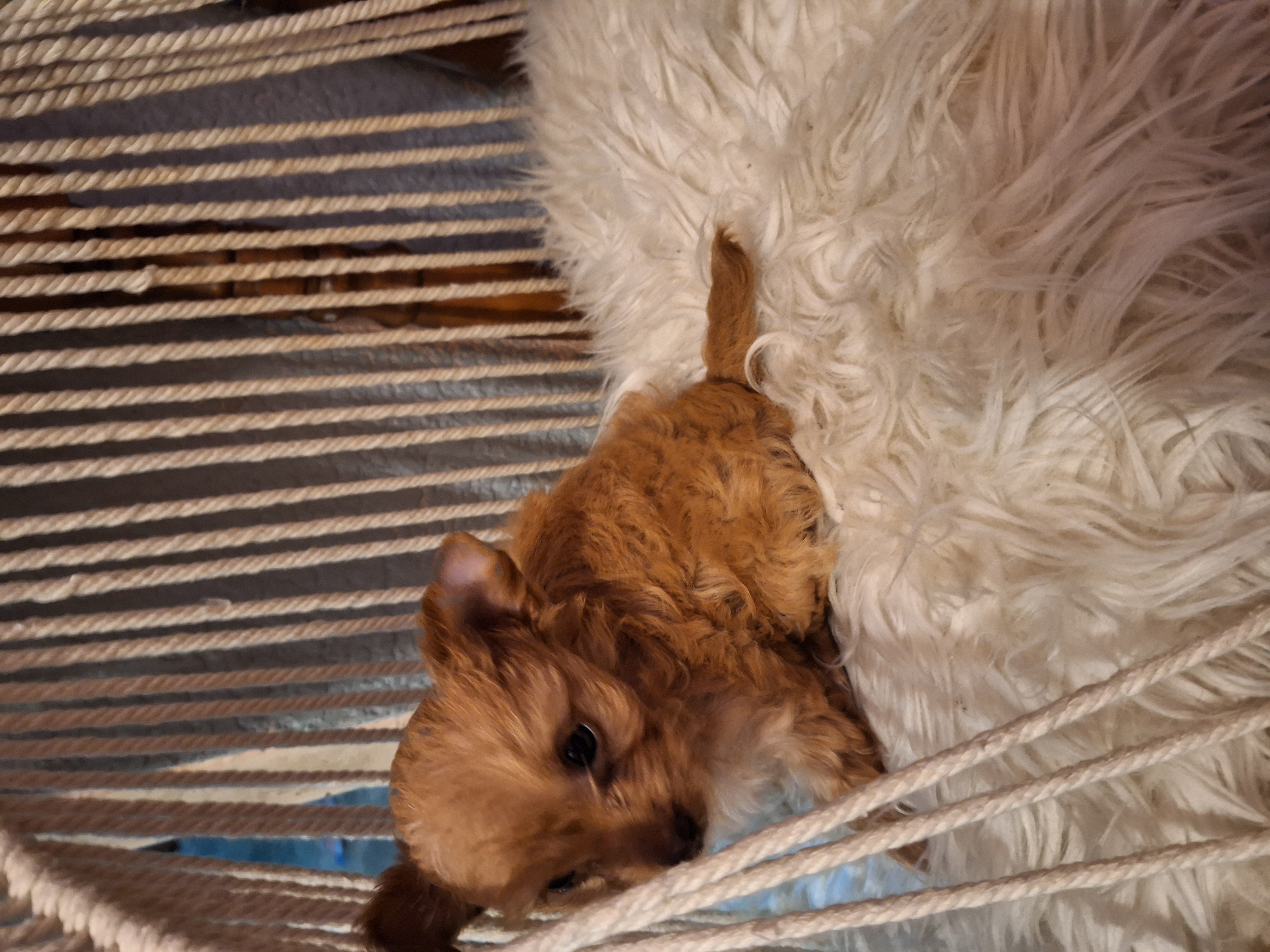 Foto de Brigitte con microchip 990000012822837