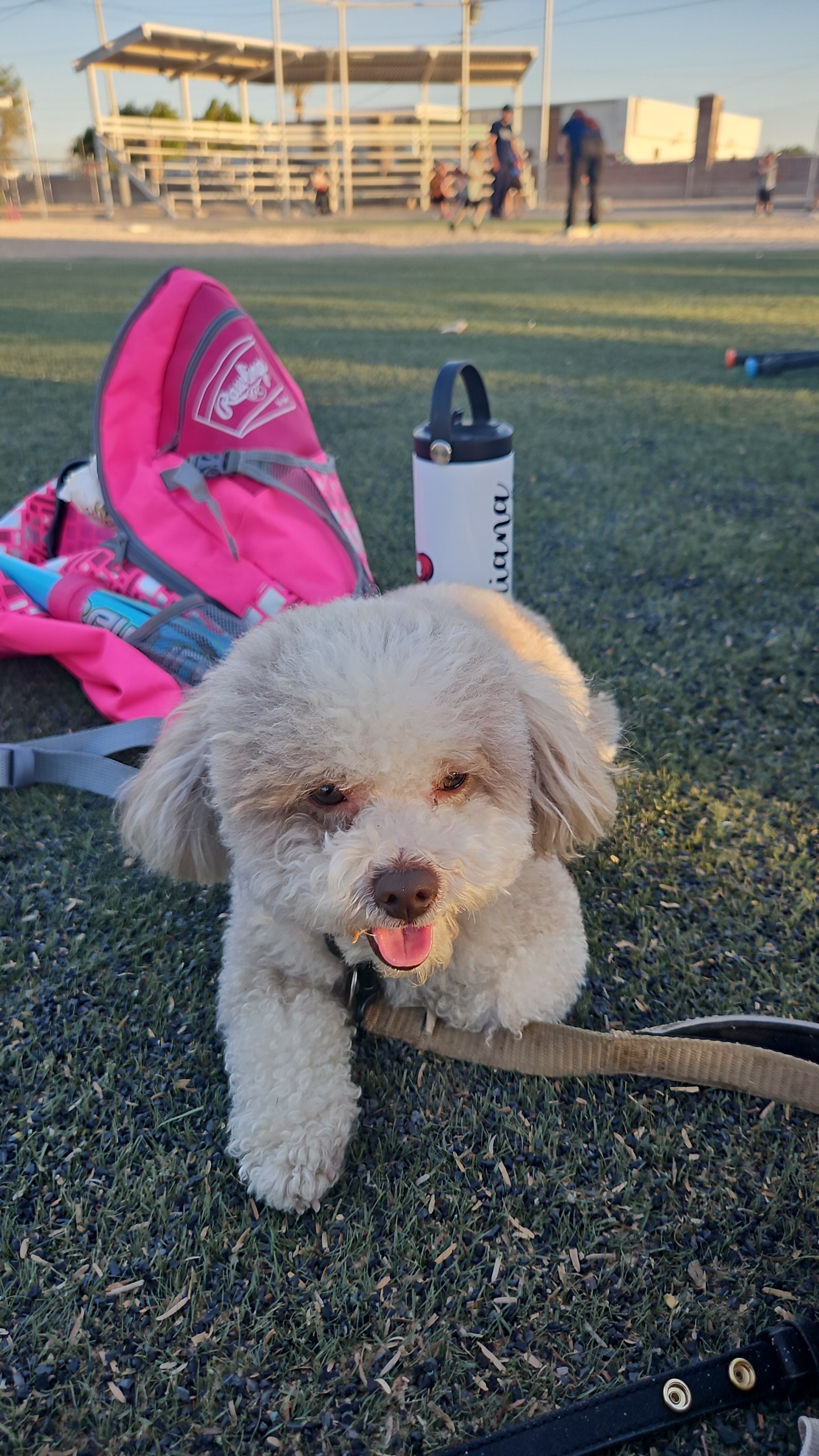 Foto de Zimba con microchip 990000012826325