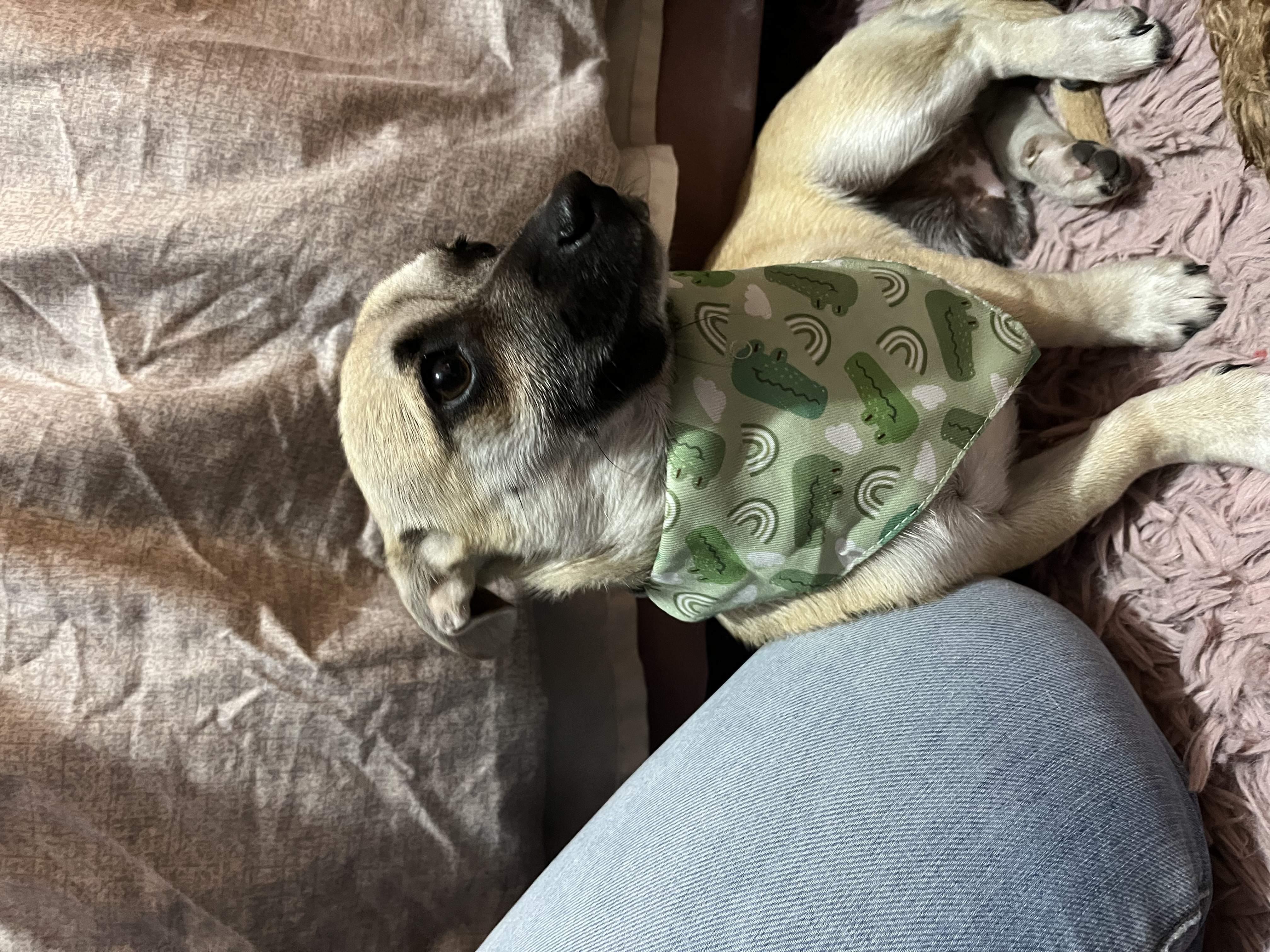 Foto de Luka con microchip 990000012836516