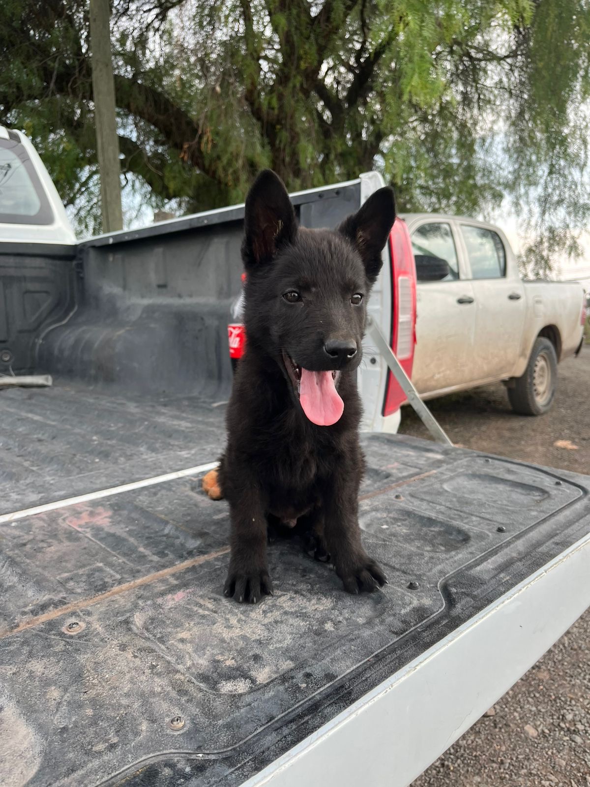 Foto de Sultán con microchip 990000014162402
