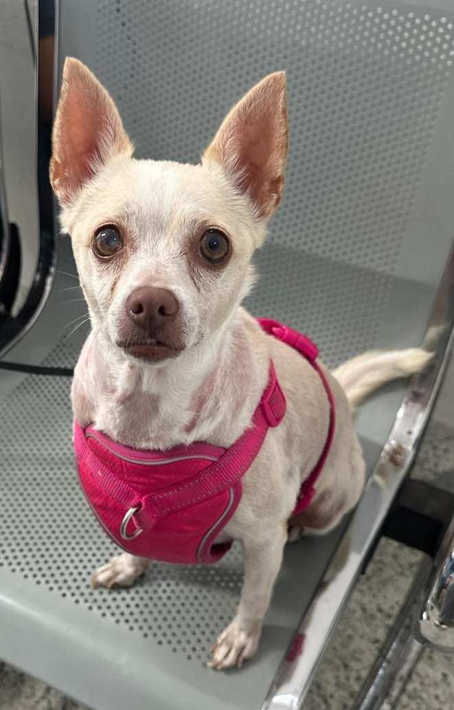 Foto de BELLA con microchip 990000012838562