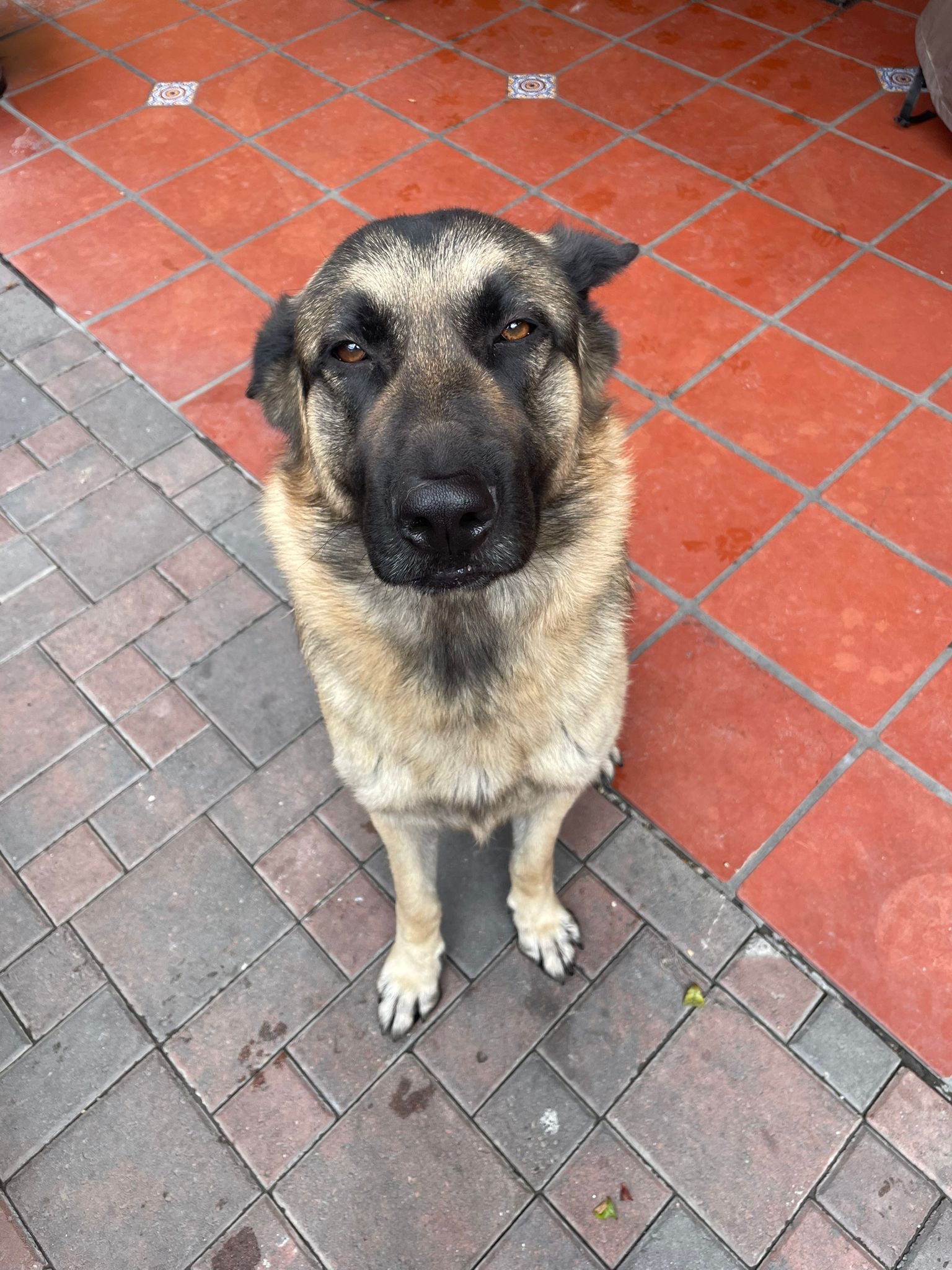 Foto de Sammy con microchip 900215010521611