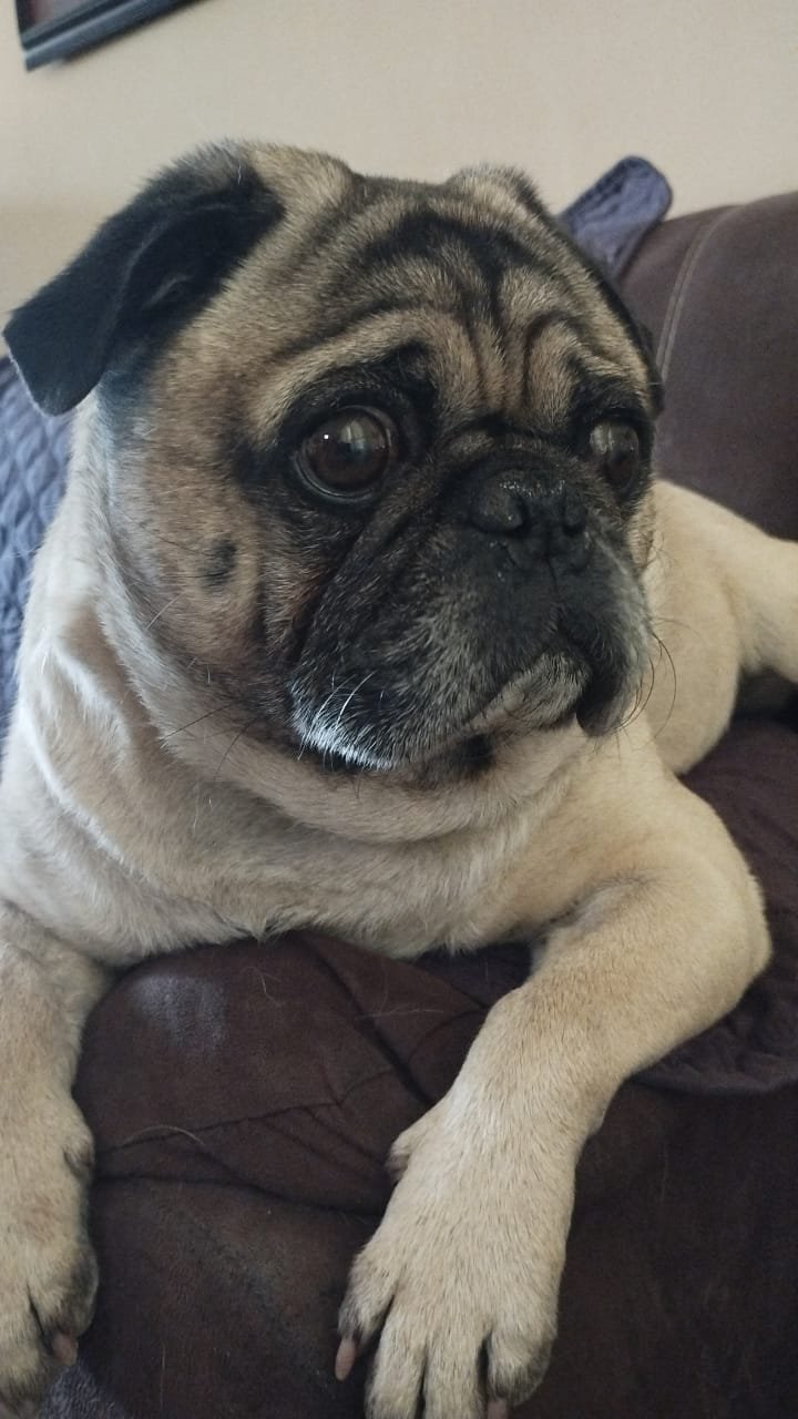 Foto de ZACK con microchip 990000012839024