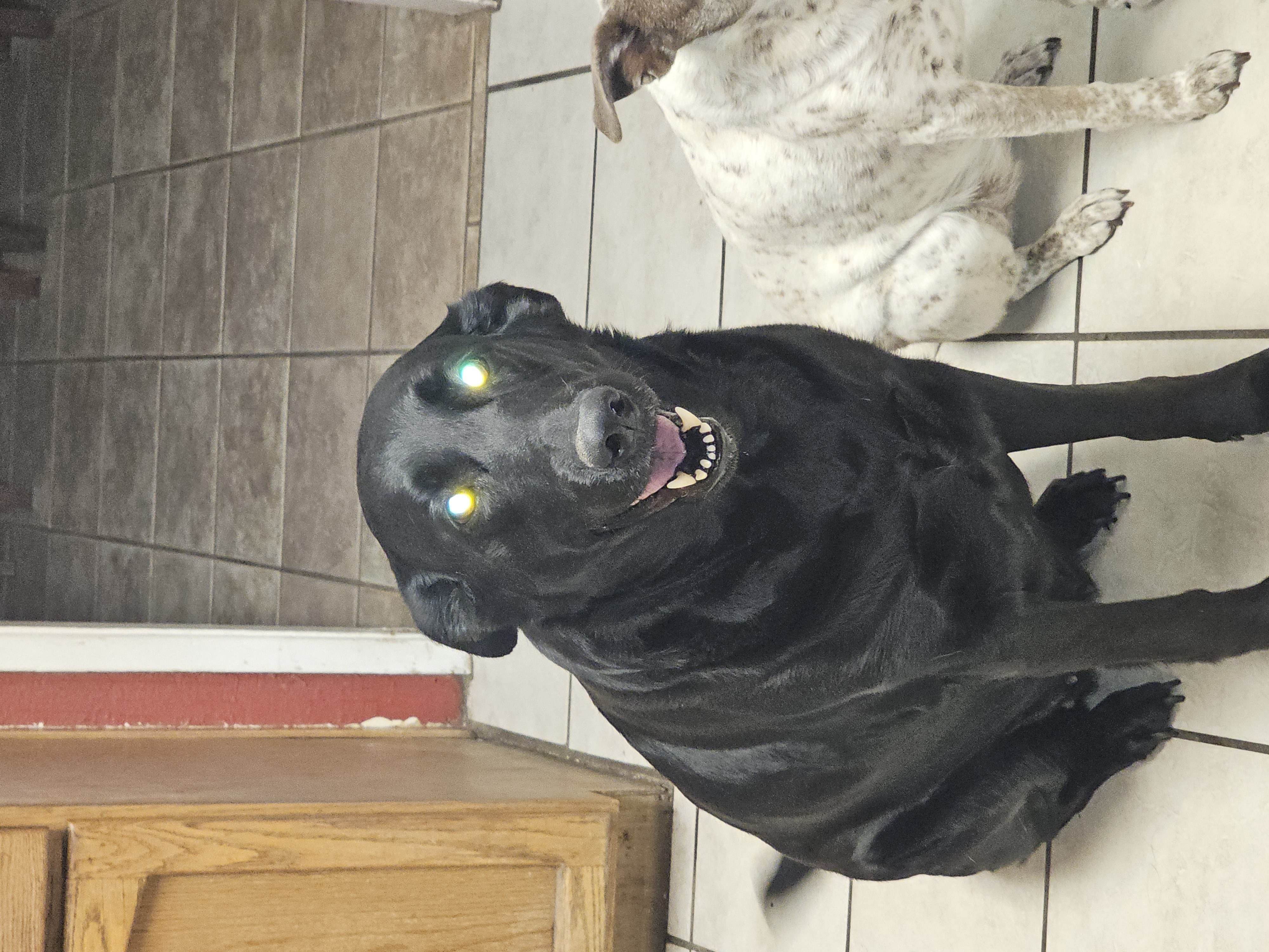 Foto de Sophie con microchip 990000012837887