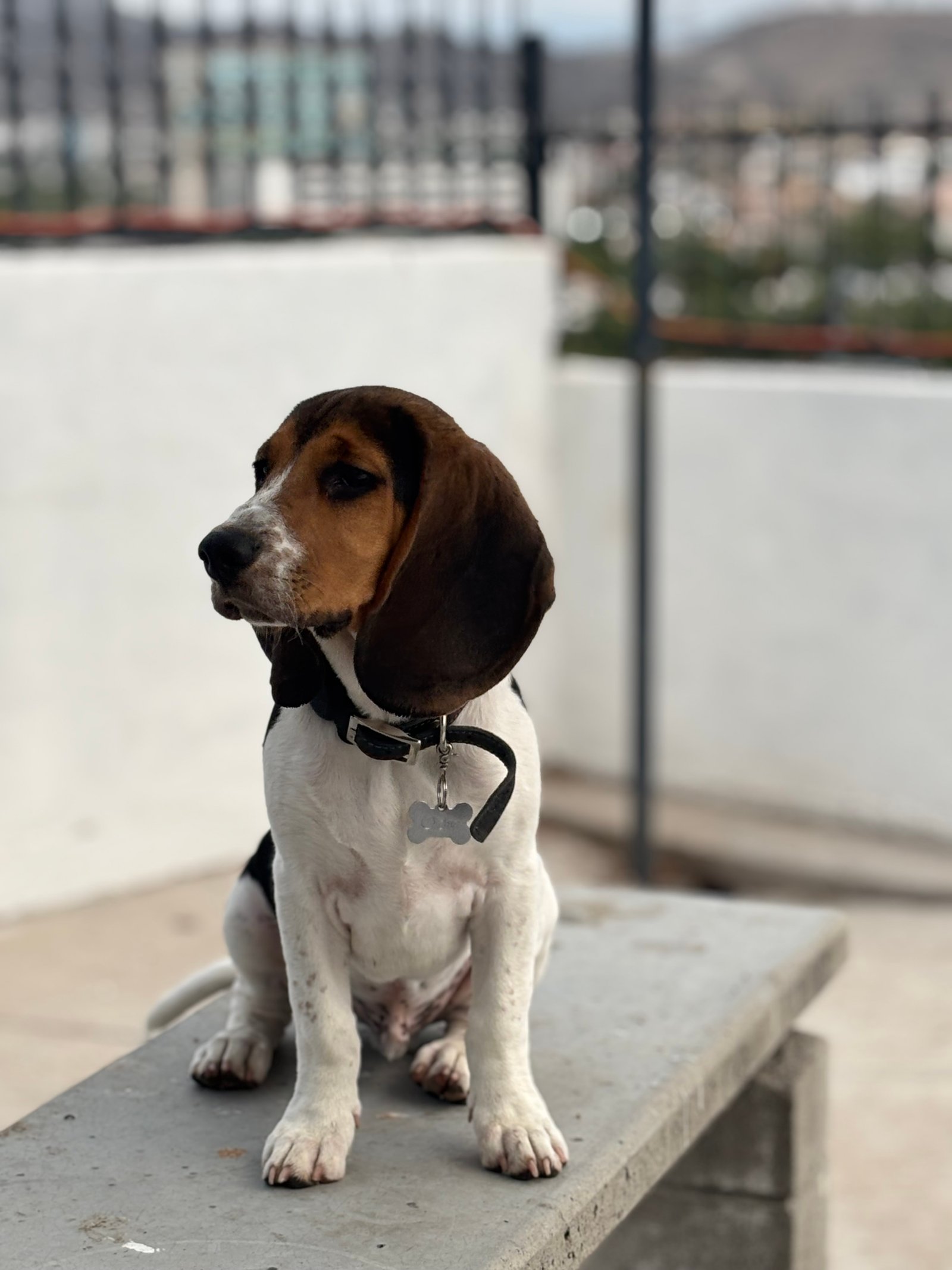 Foto de Odie con microchip 990000012835438