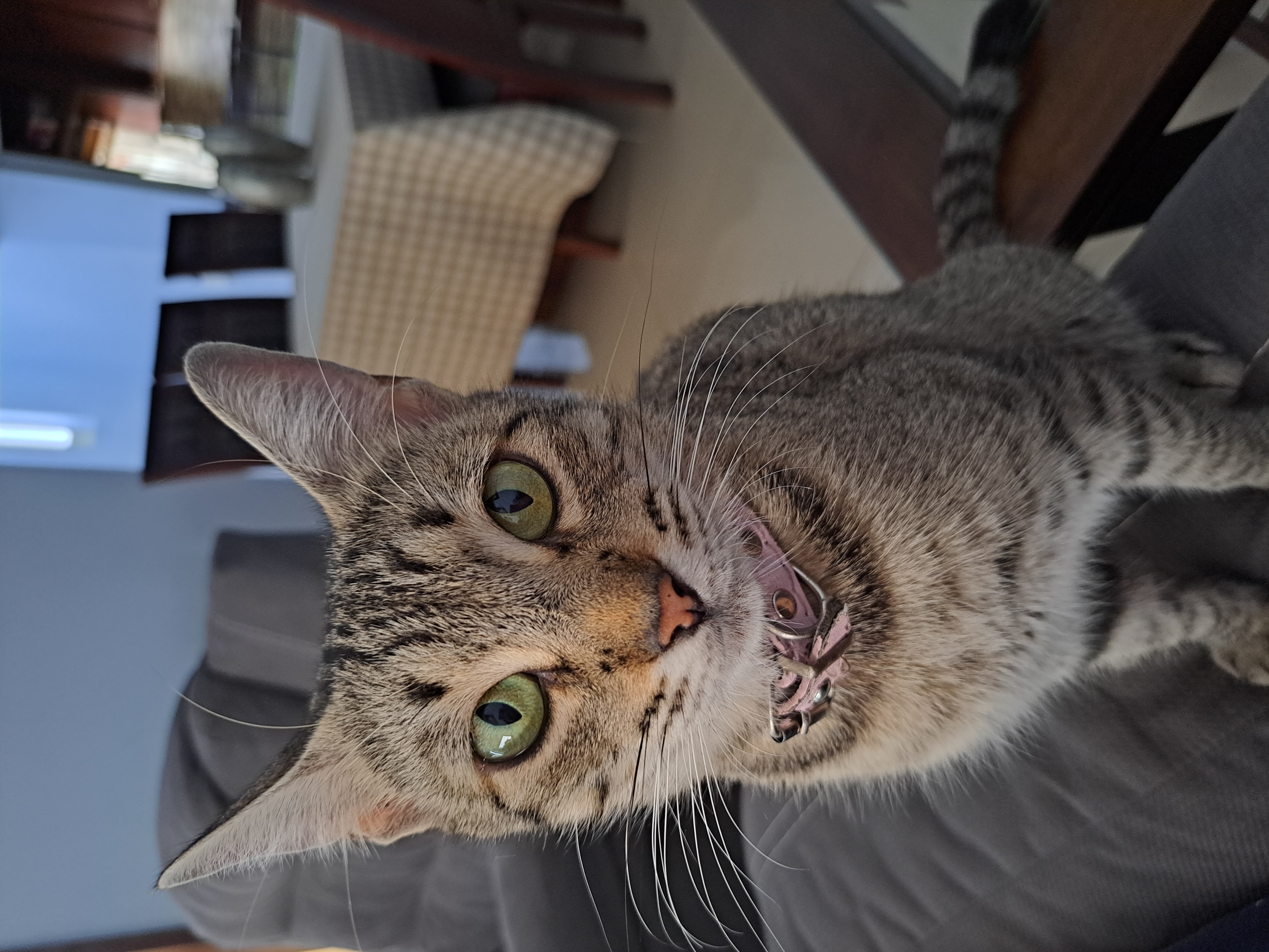 Foto de Leia con microchip 990000012841033