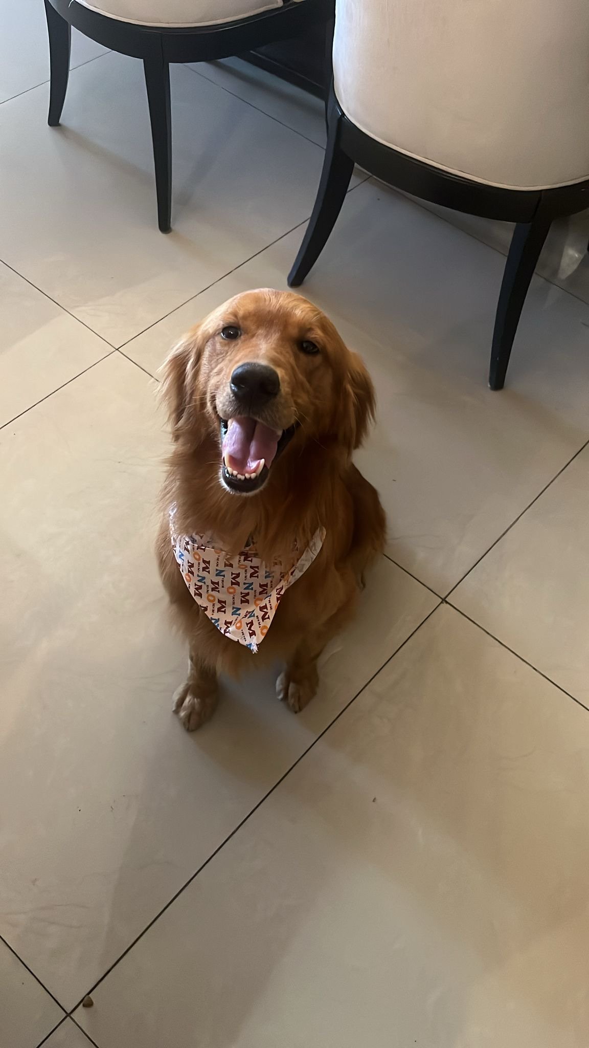 Foto de Harvey con microchip 990000012842967