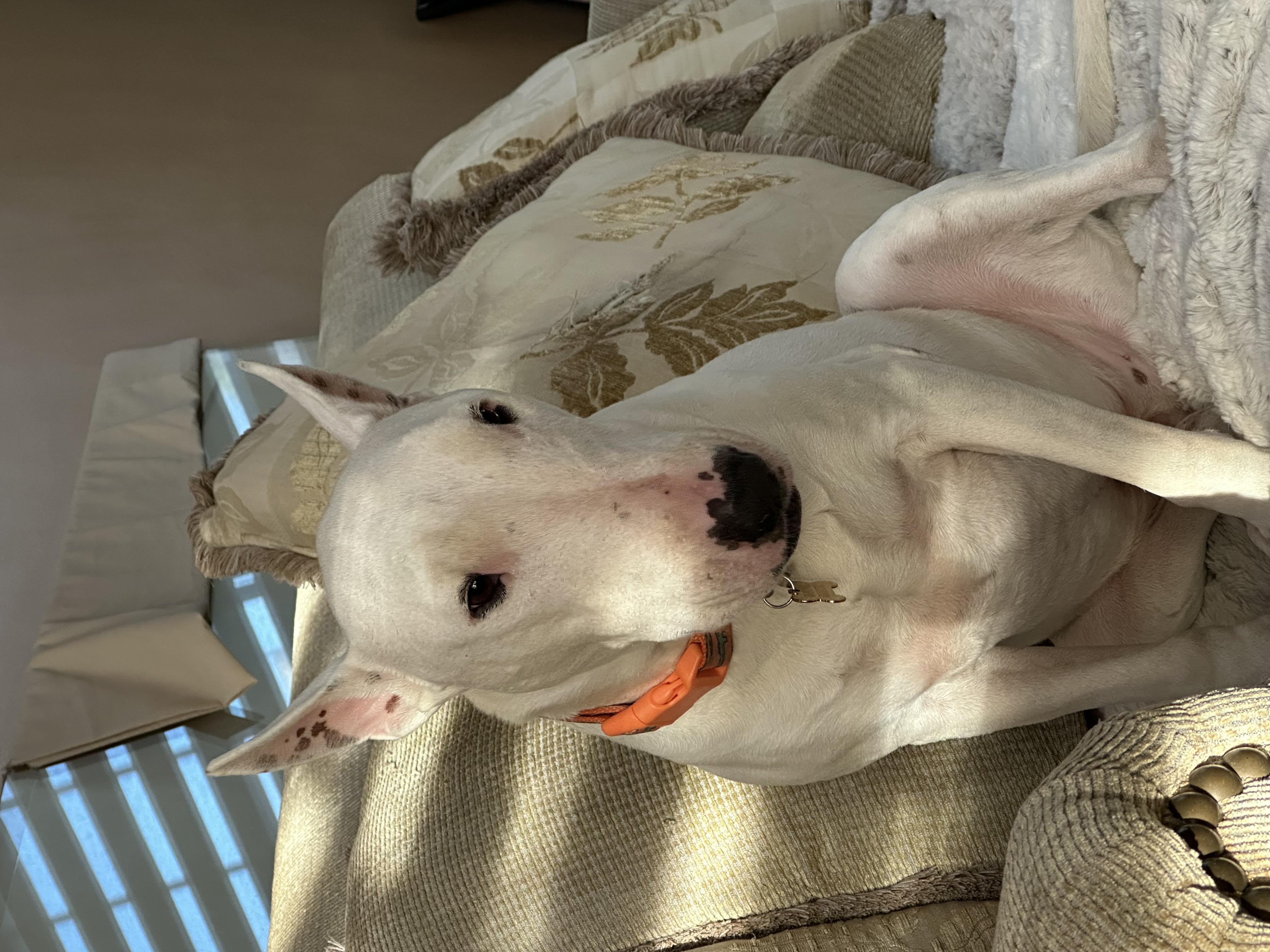 Foto de Michelangelo con microchip 990000012825345
