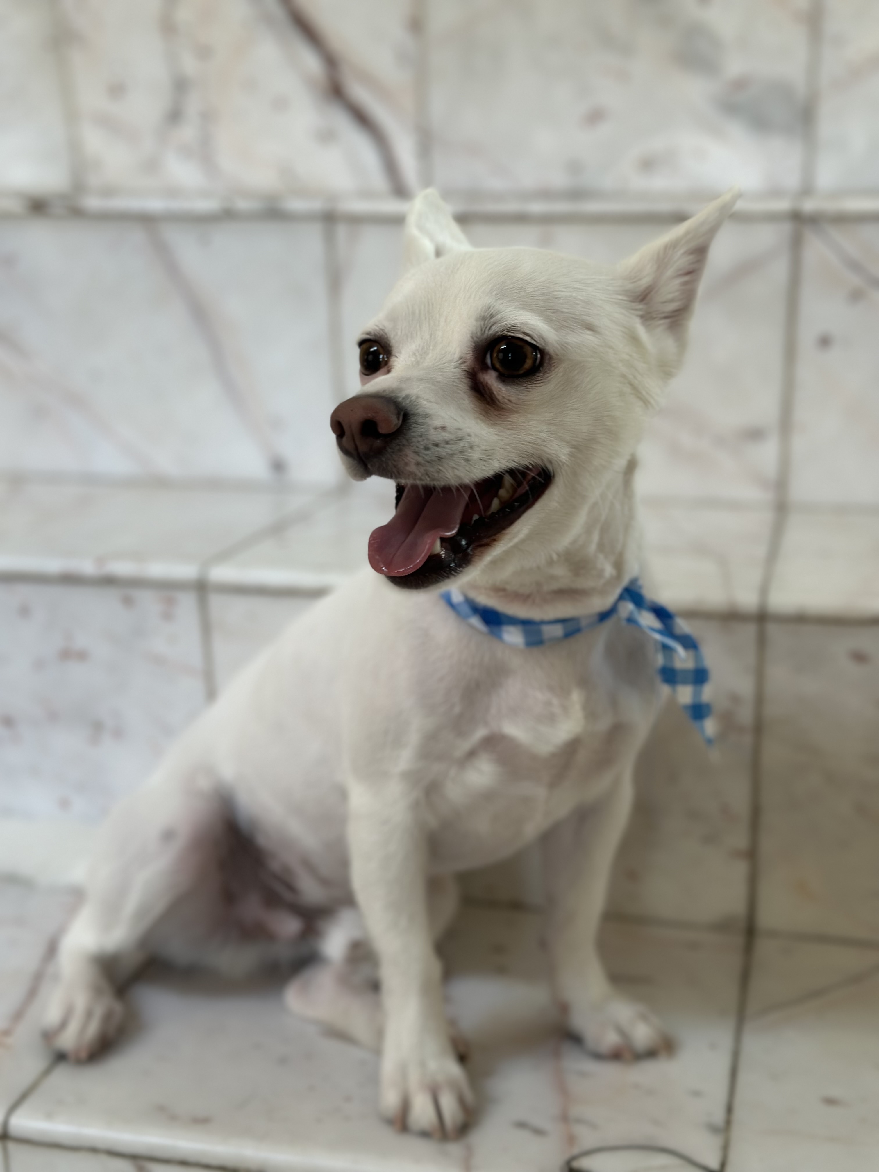 Foto de Bolt con microchip 990000012827108