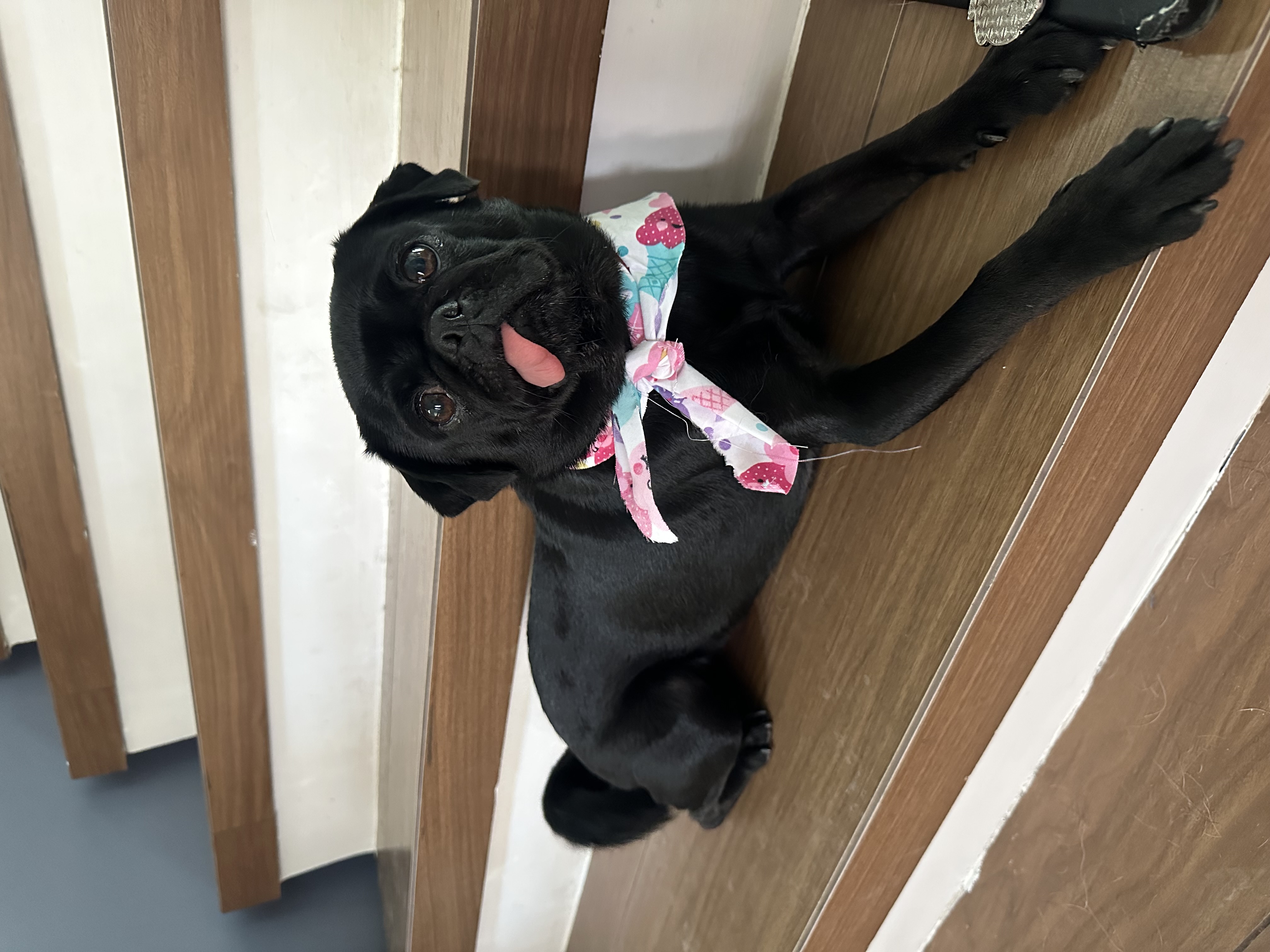 Foto de Lucrecia con microchip 990000012826870