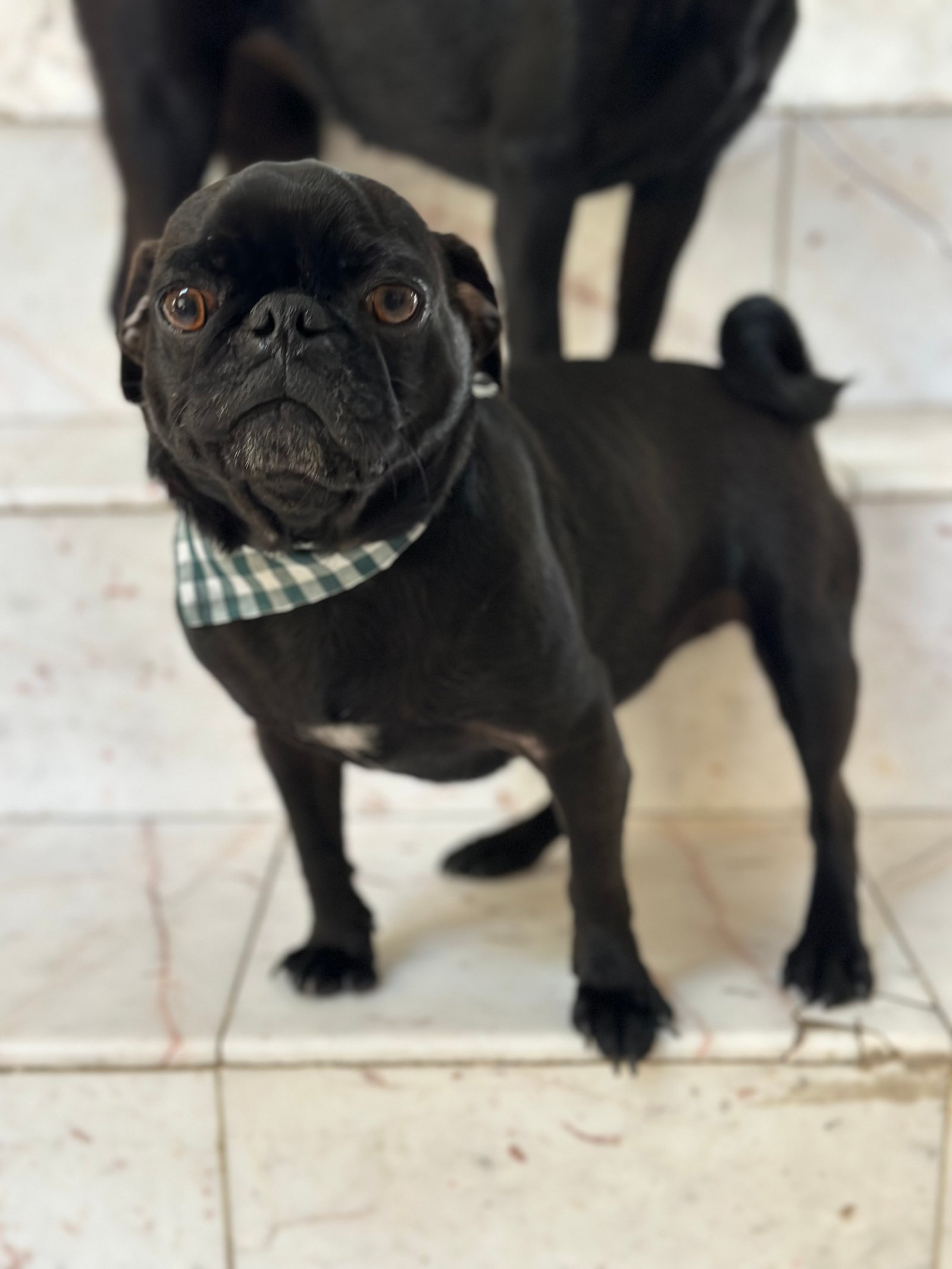 Foto de Mencía con microchip 990000012826608