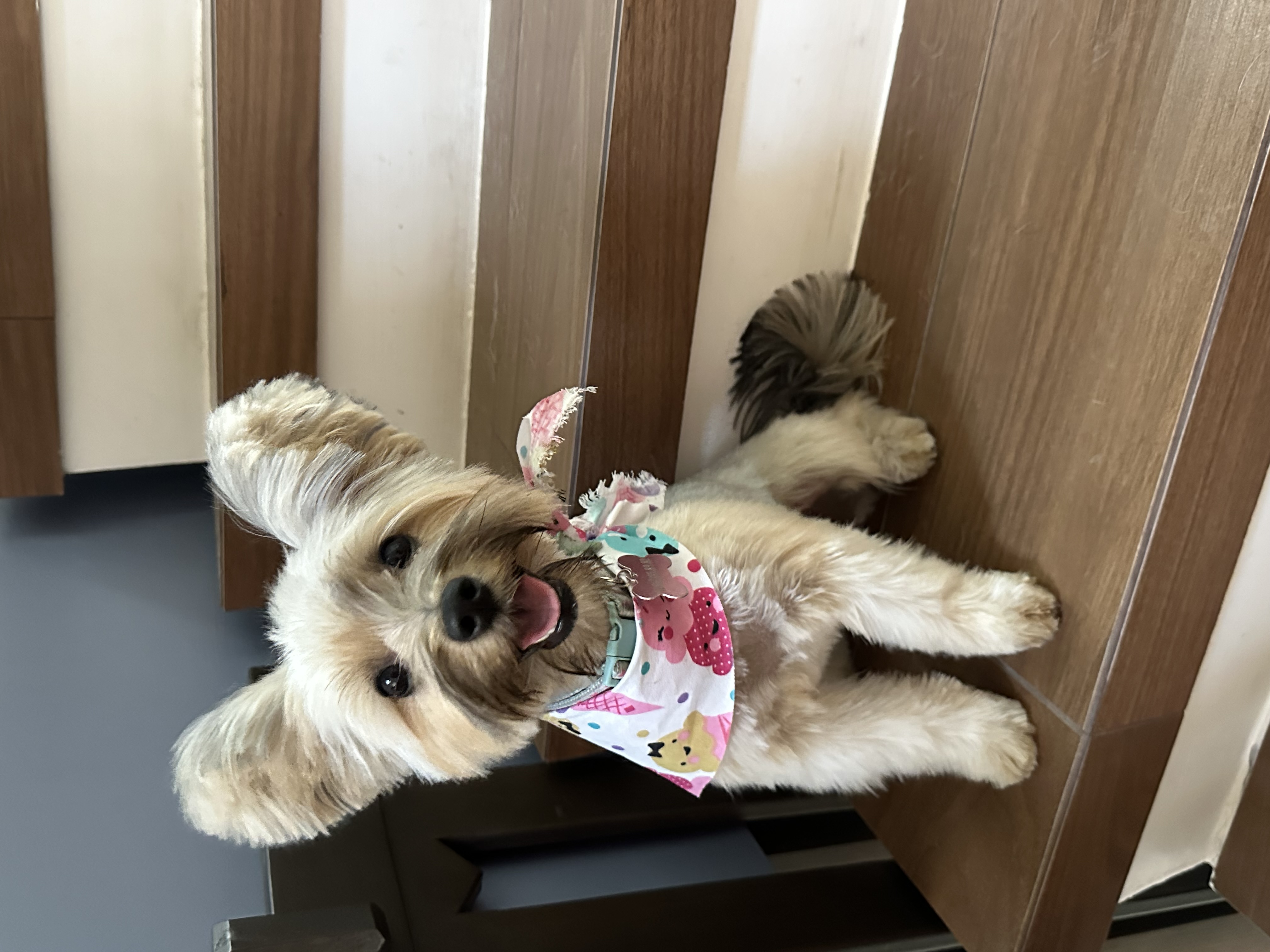 Foto de Cayetana con microchip 990000012826616
