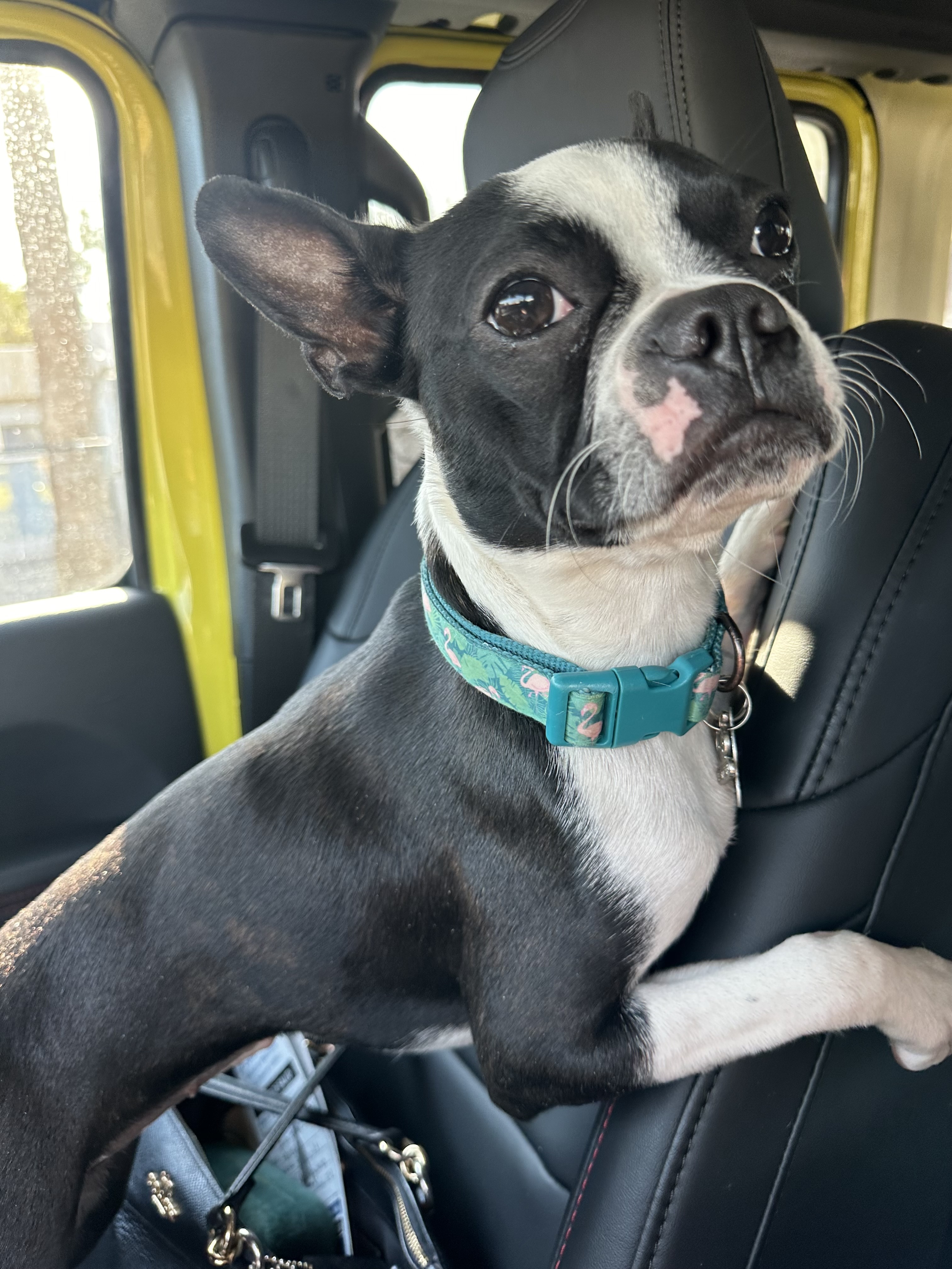 Foto de Micaela con microchip 990000012826959