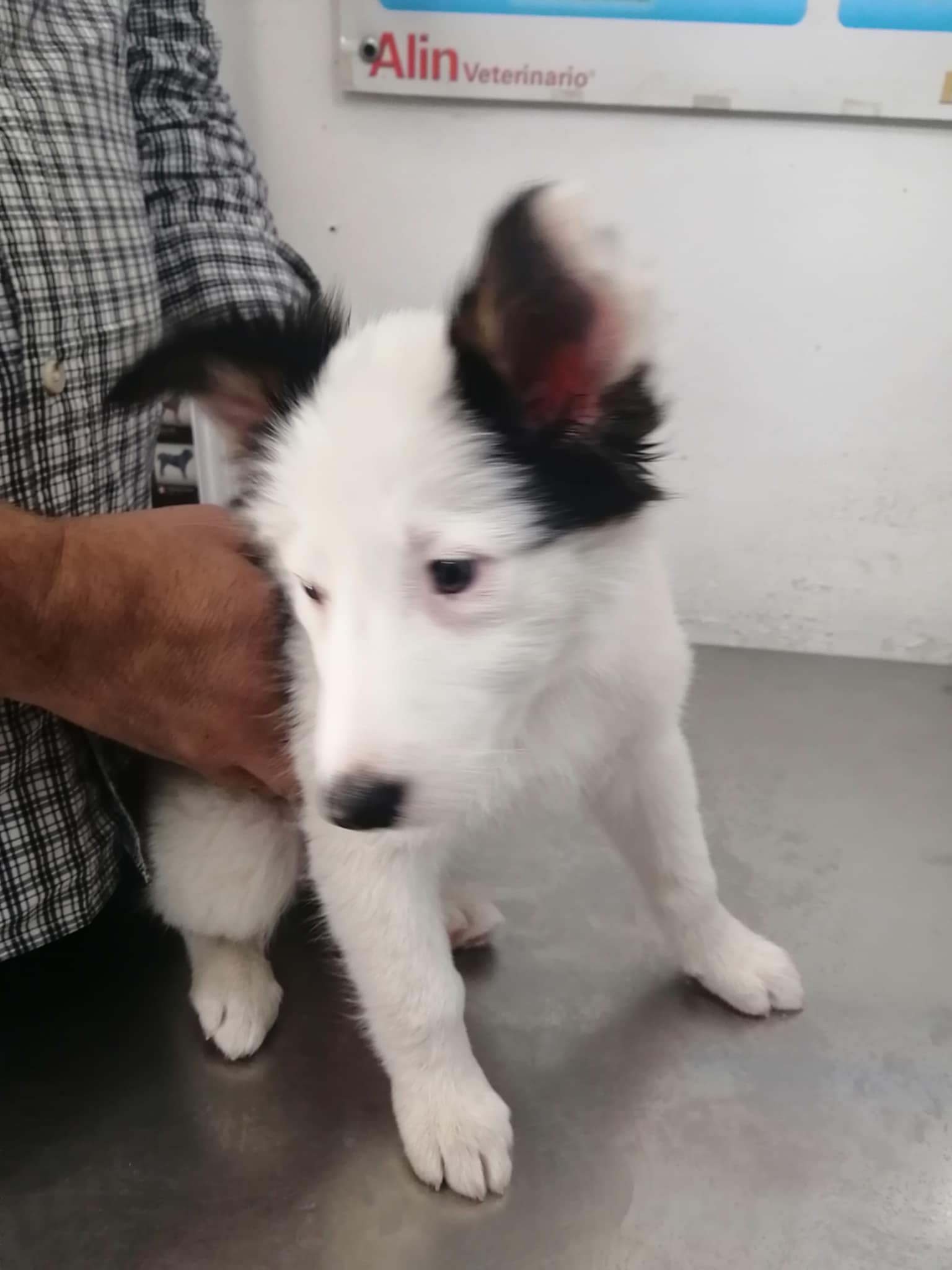 Foto de GORDA con microchip 990000012842131