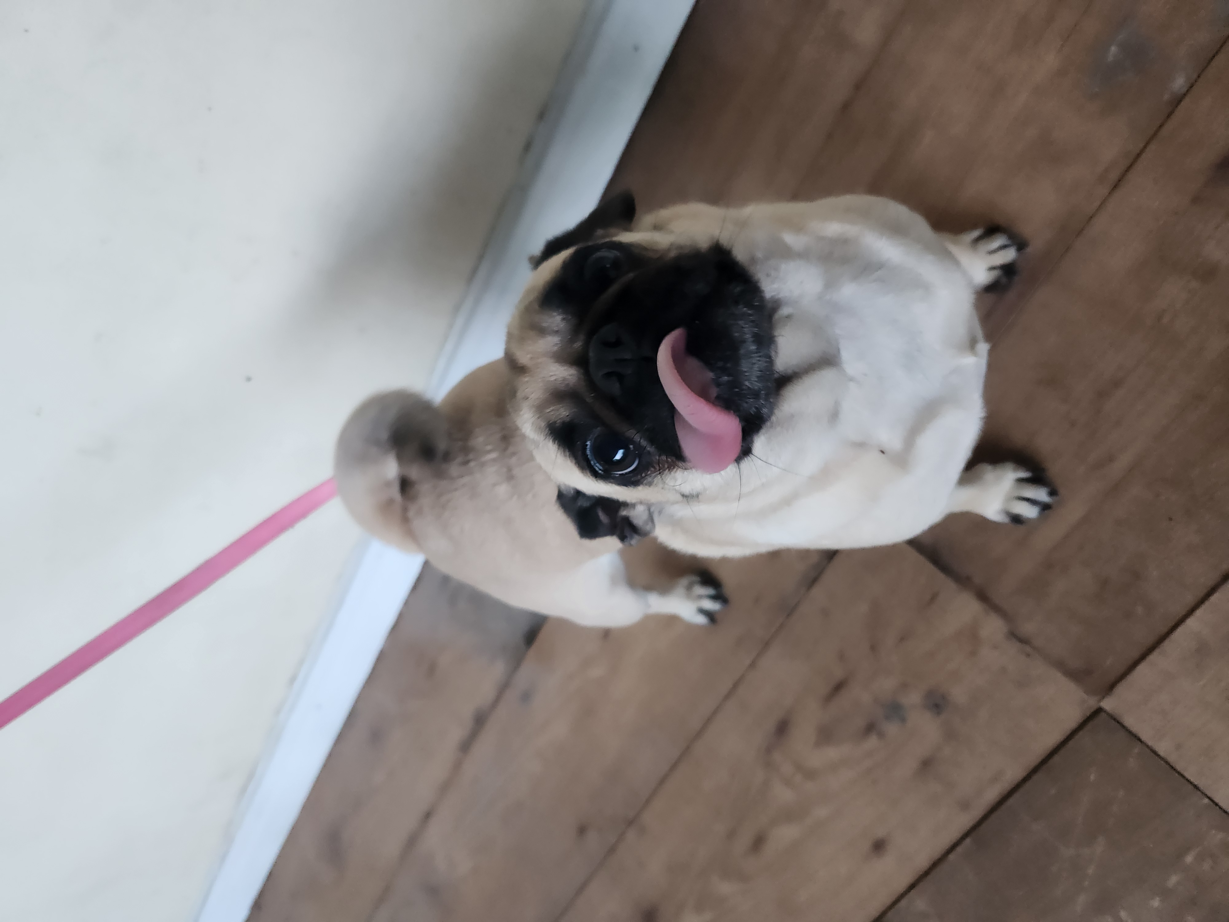 Foto de Petra con microchip 990000012841936