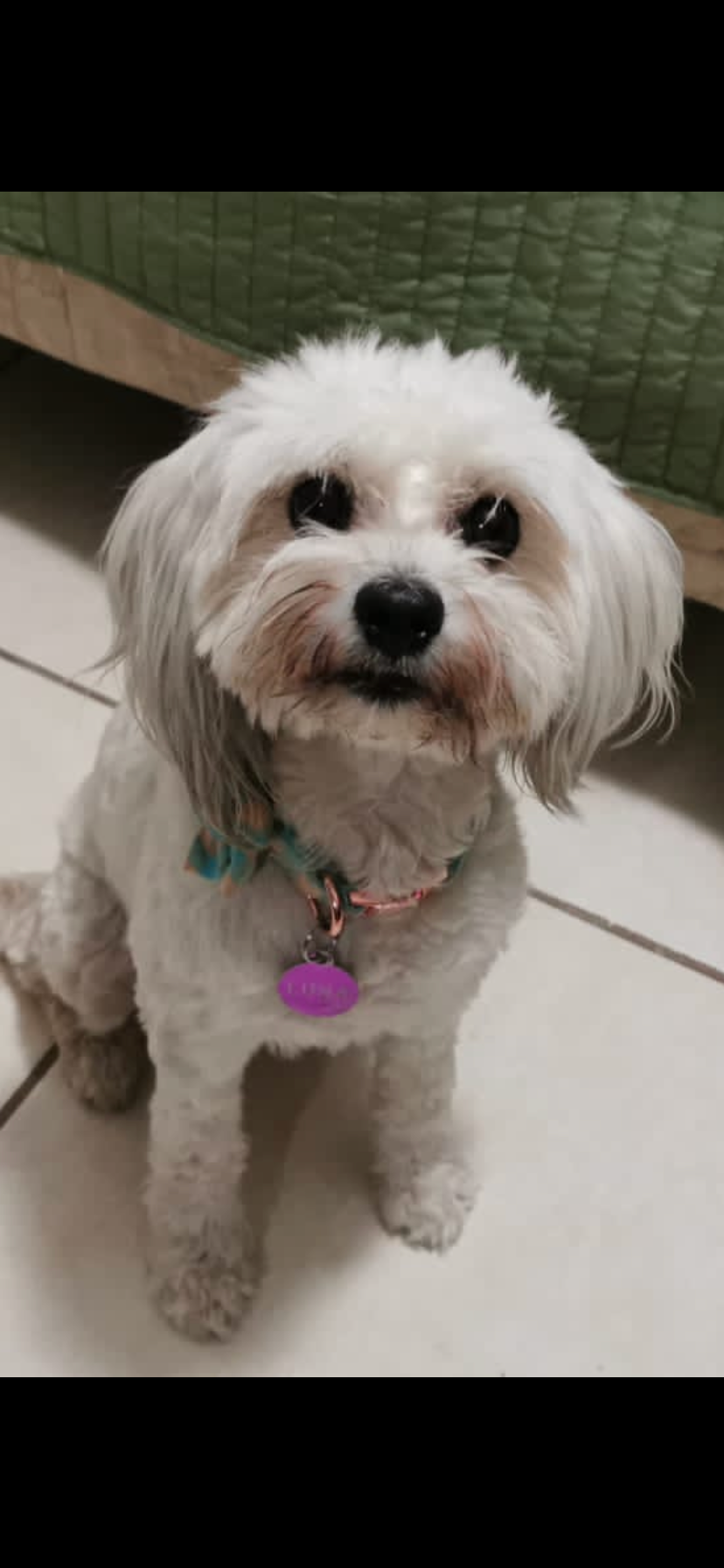 Foto de Luna con microchip 990000014163658