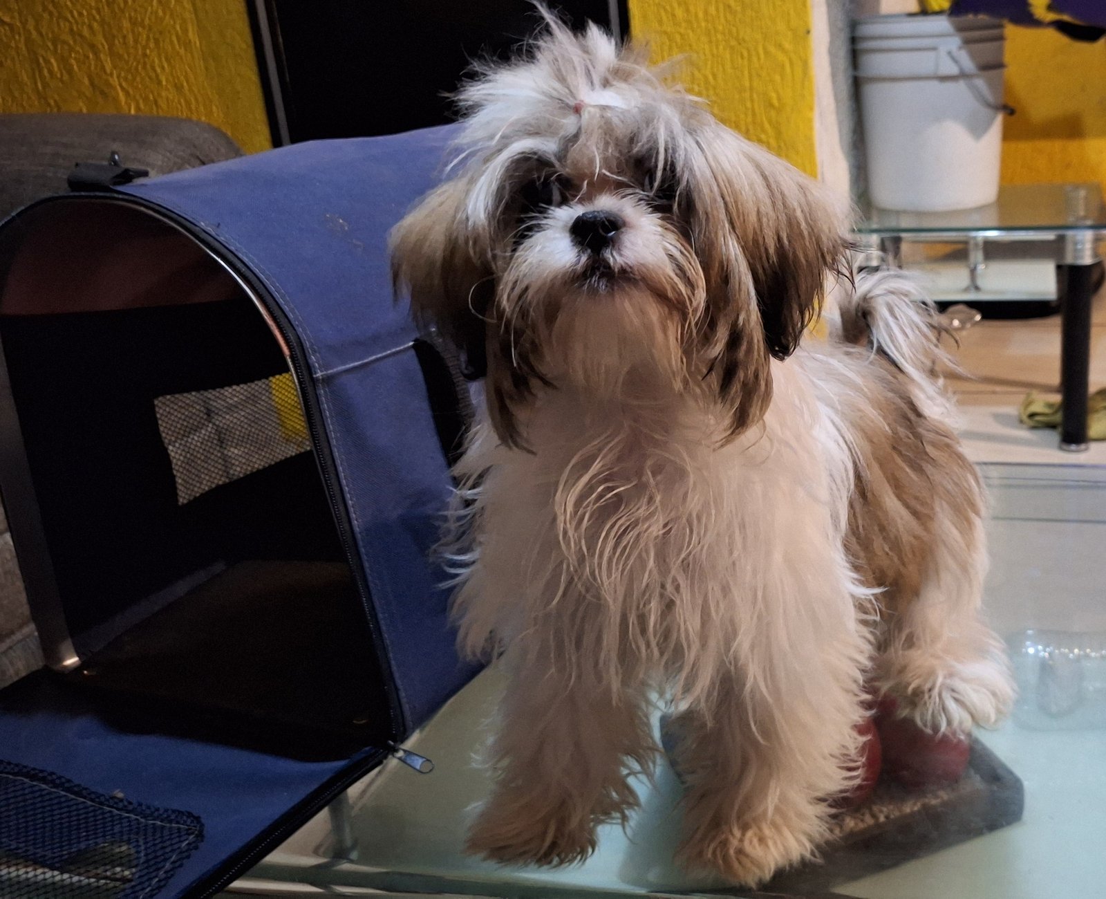 Foto de Chocolate con microchip 990000012842600