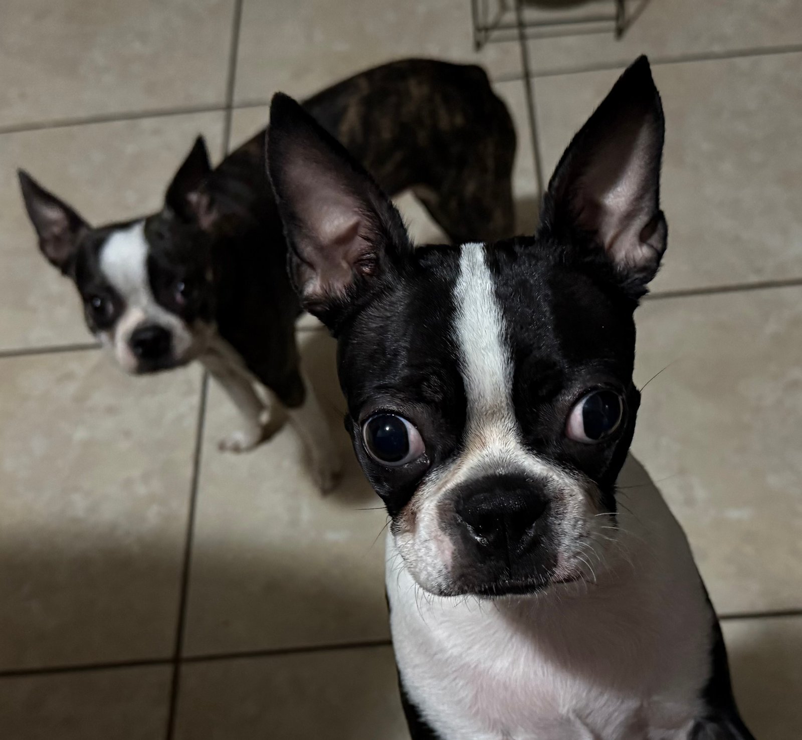Foto de Kamyla con microchip 990000012835297