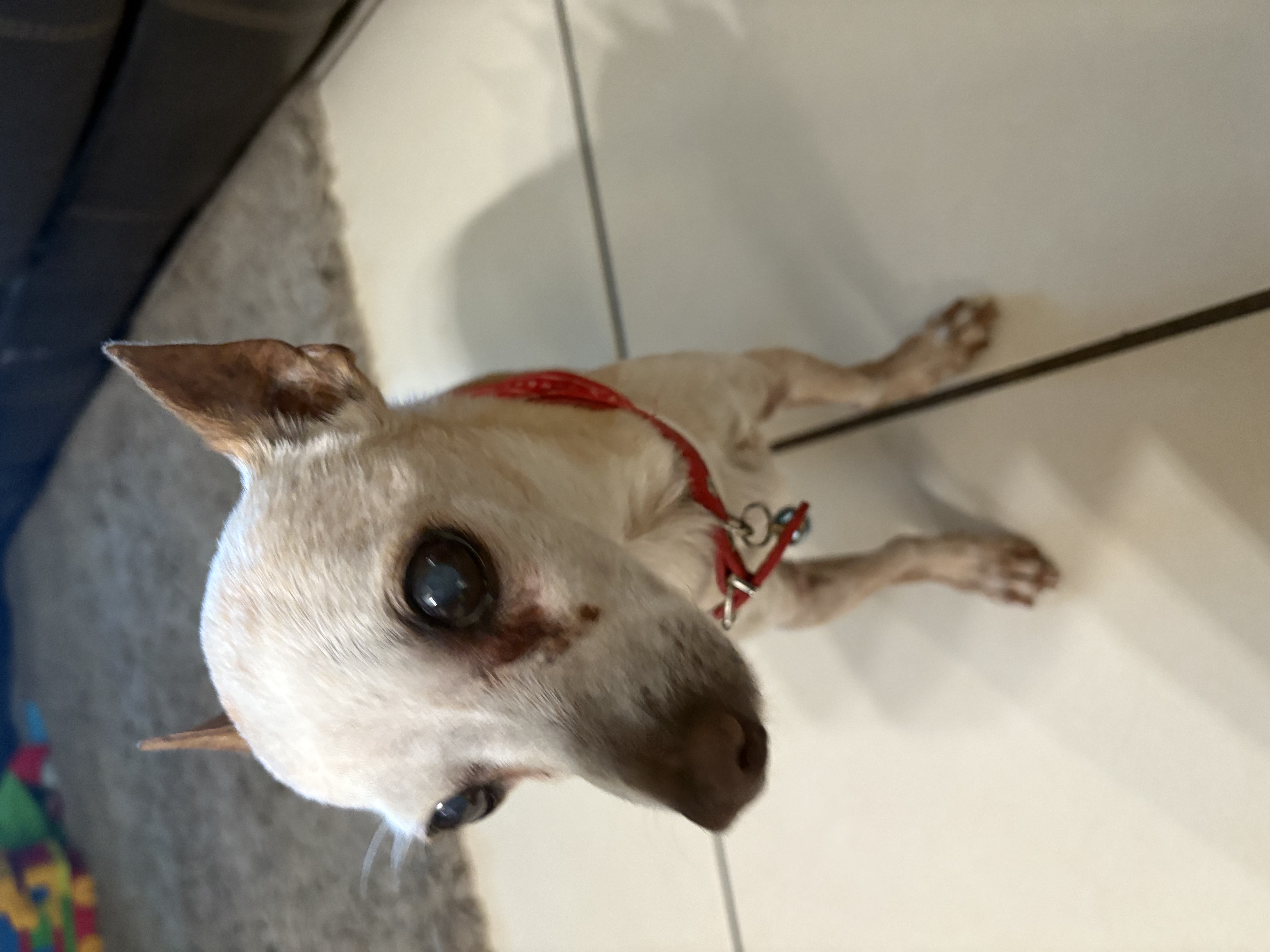 Foto de KIMBO OSUNA con microchip 990000012833007