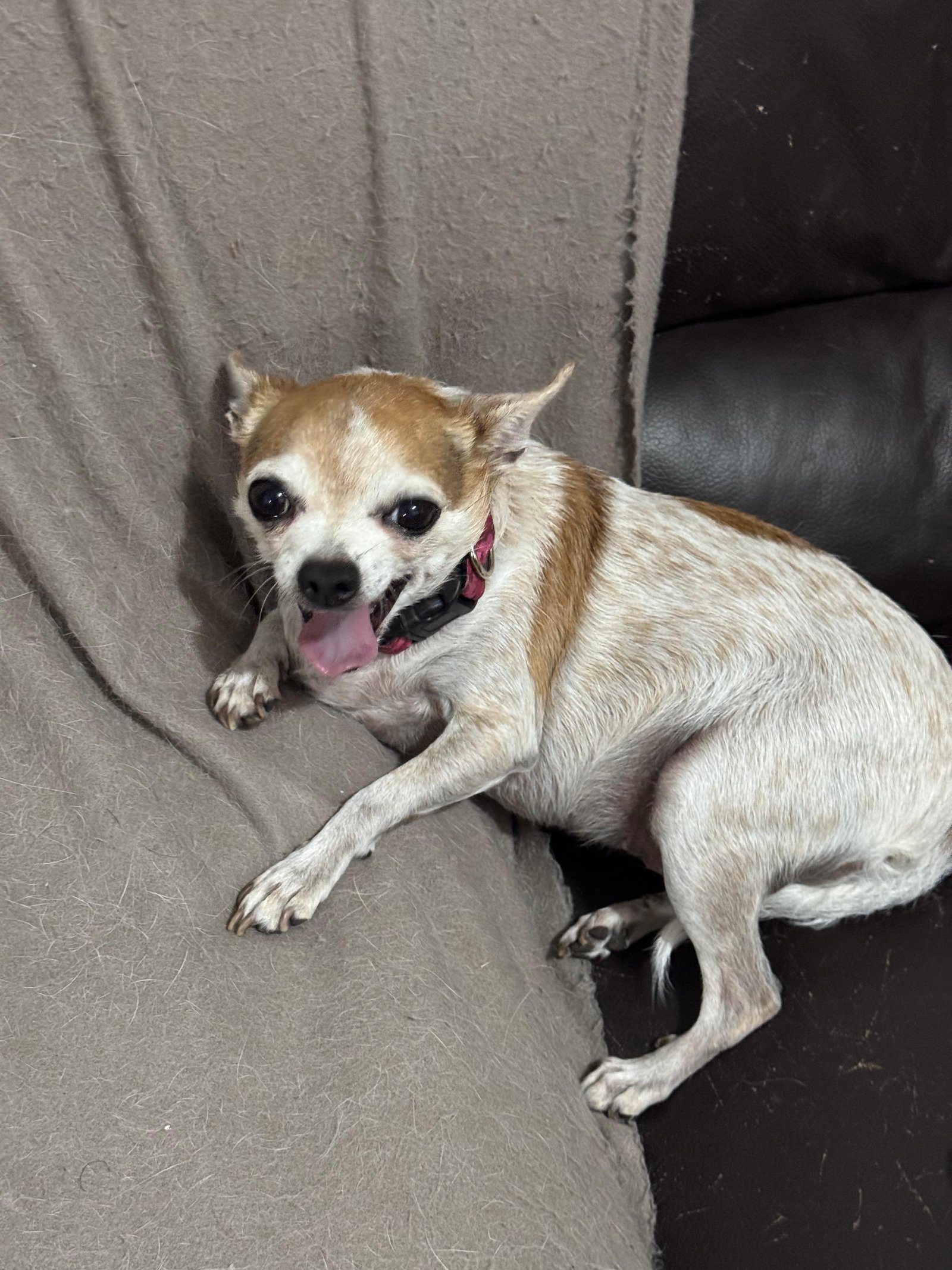 Foto de Penny con microchip 990000012834208