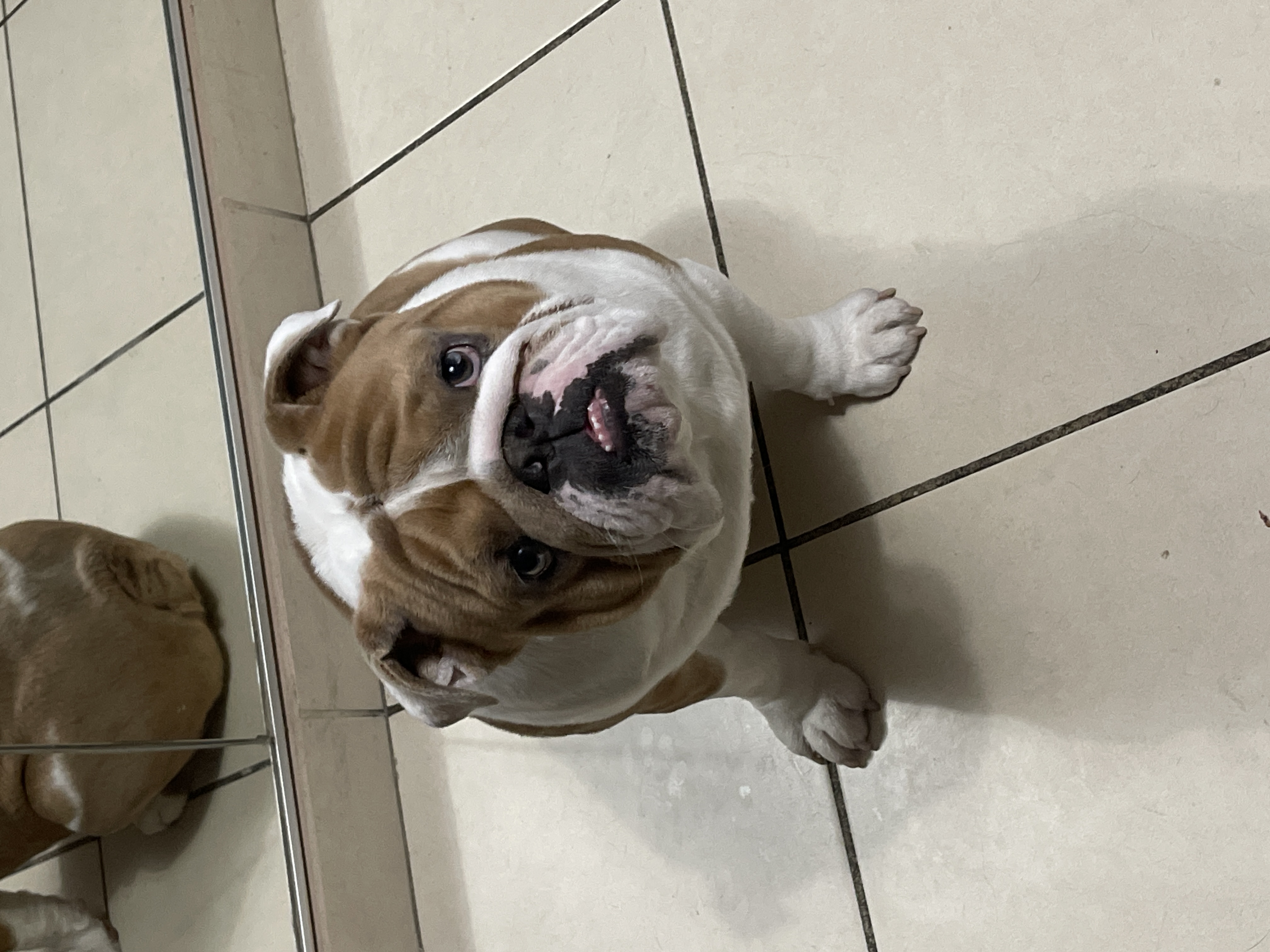 Foto de Maylo con microchip 990000012836065
