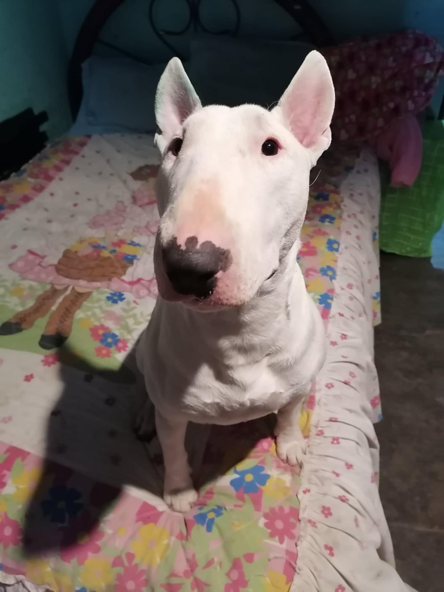 Foto de Bruce con microchip 990000014164902