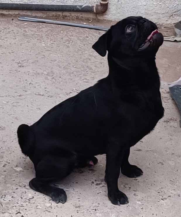 Foto de Aska con microchip 990000012841087