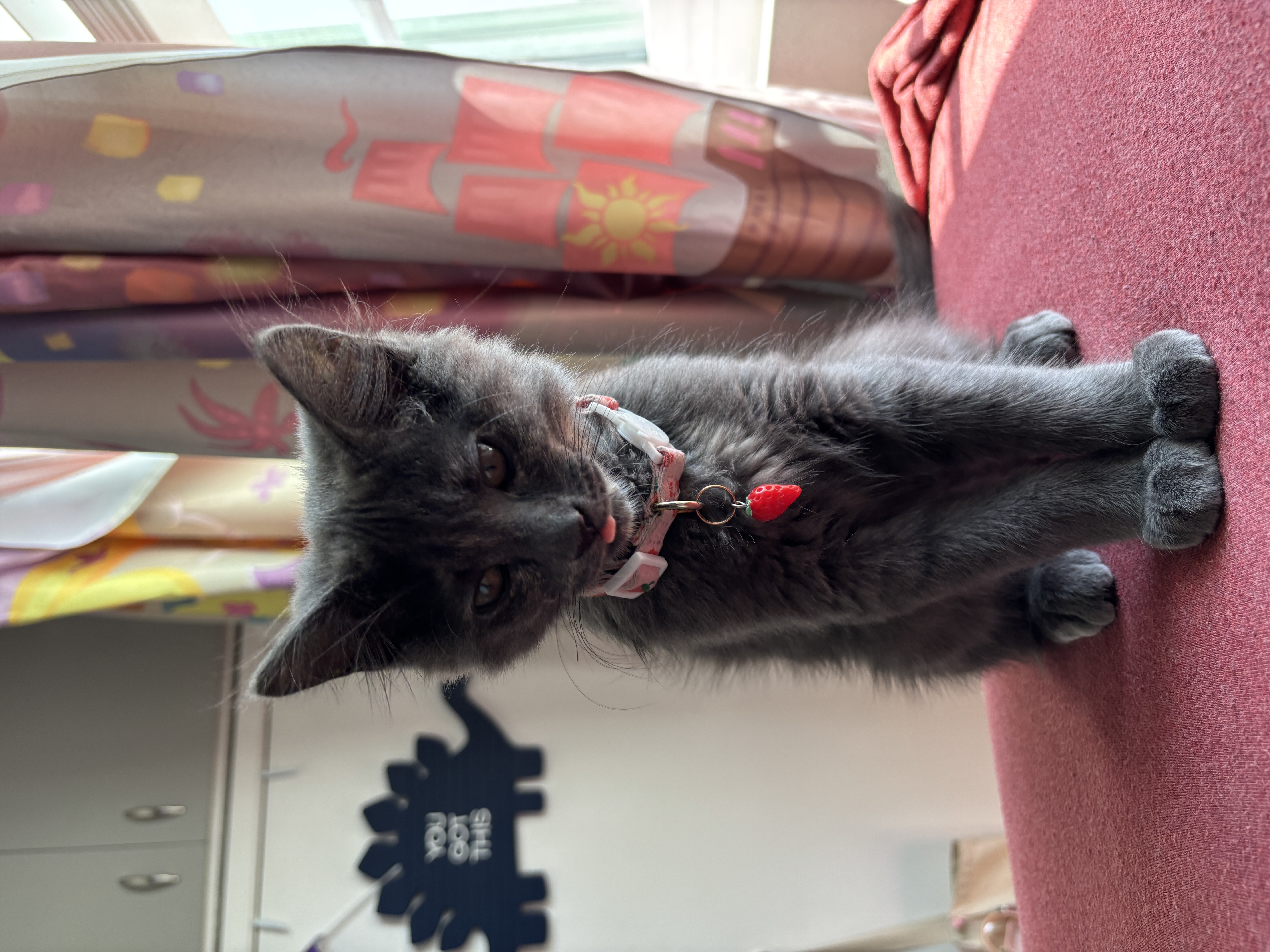 Foto de Mei Mei con microchip 990000012834411