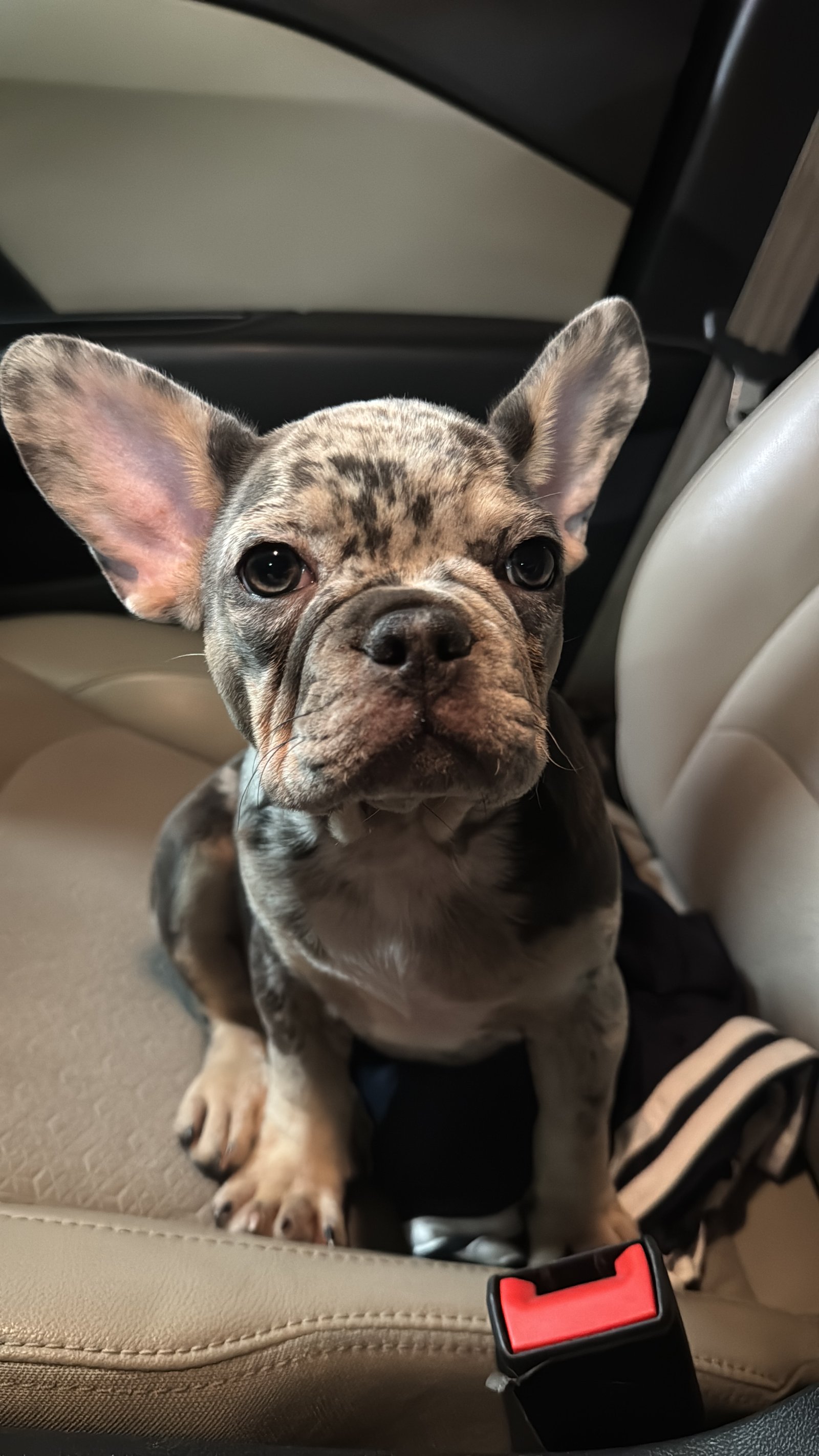 Foto de Cleo con microchip 990000014163478