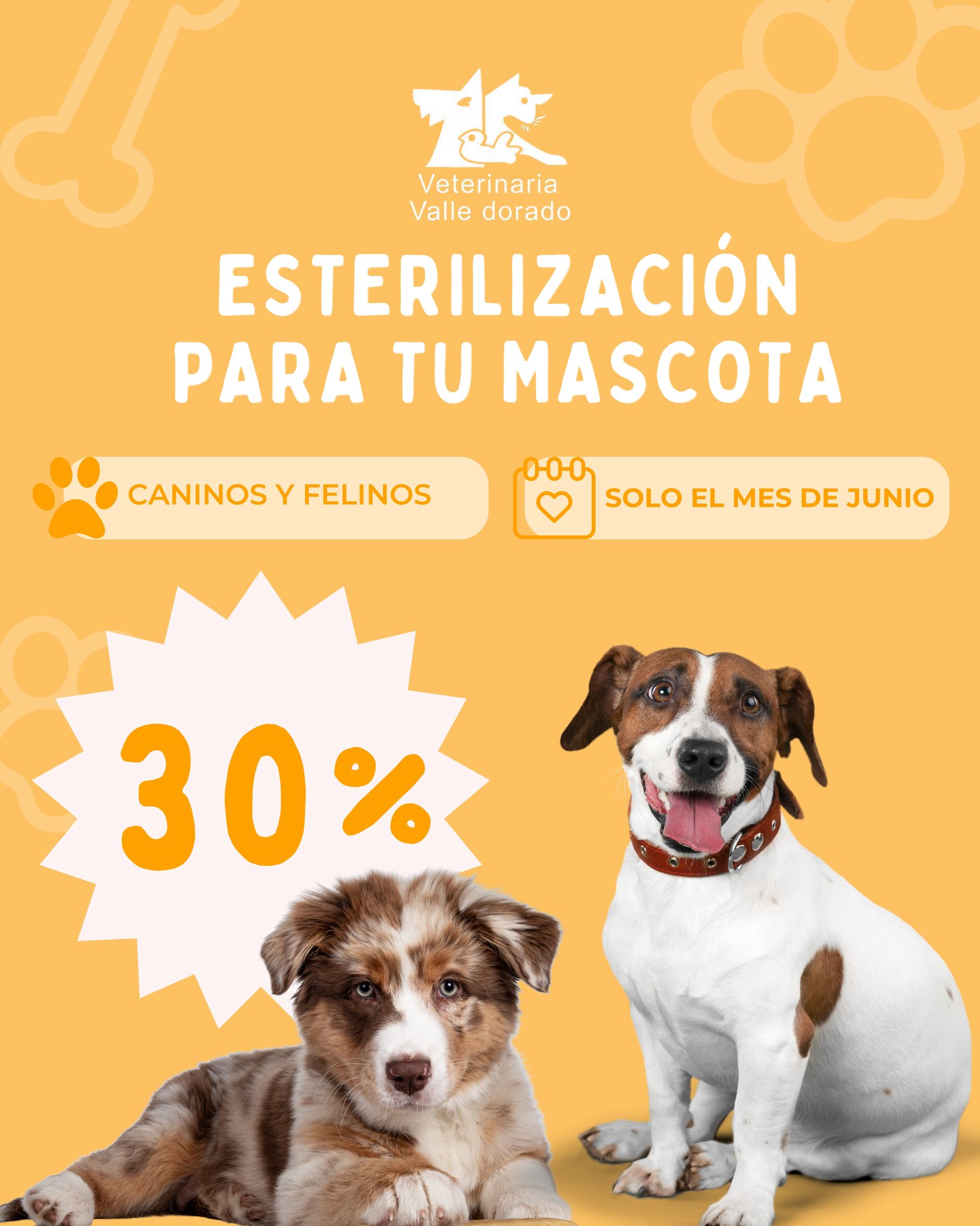 Foto de Bella con microchip 990000014110193