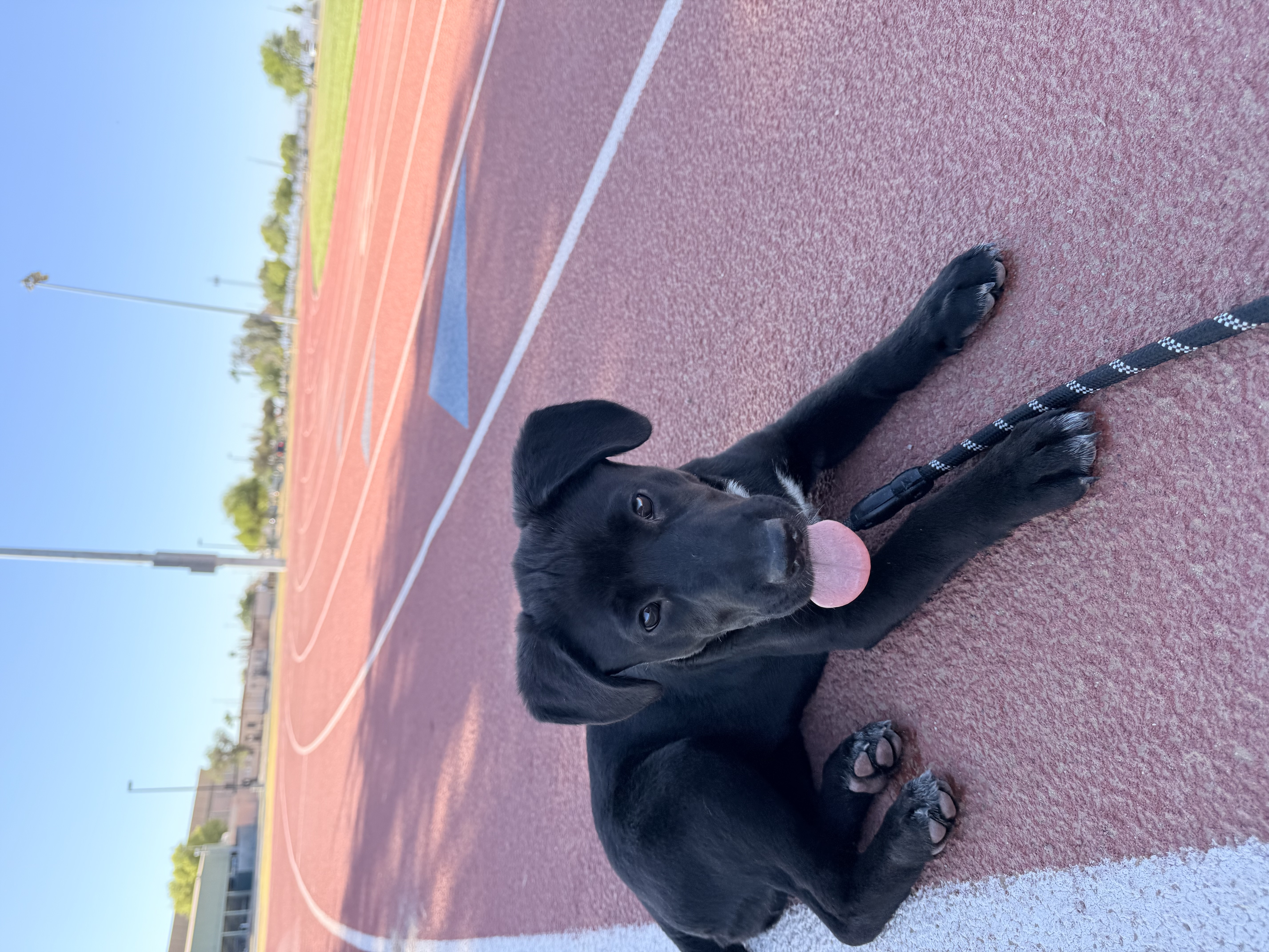 Foto de Bailey con microchip 990000014165166
