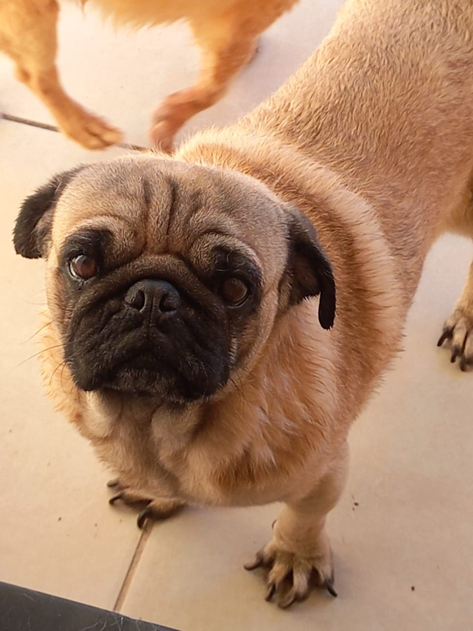 Foto de Doky con microchip 990000014111739